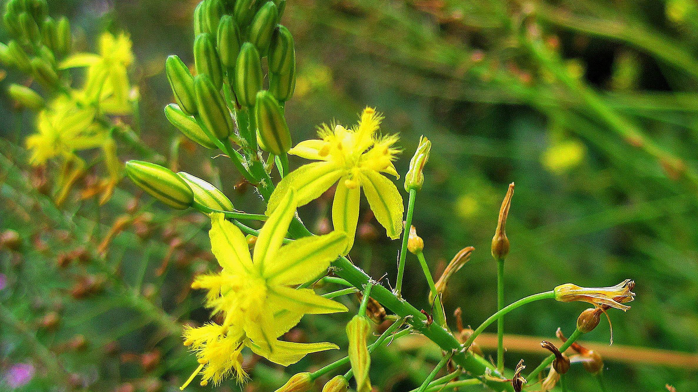 Bulbinella are native to South Africa and New Zealand