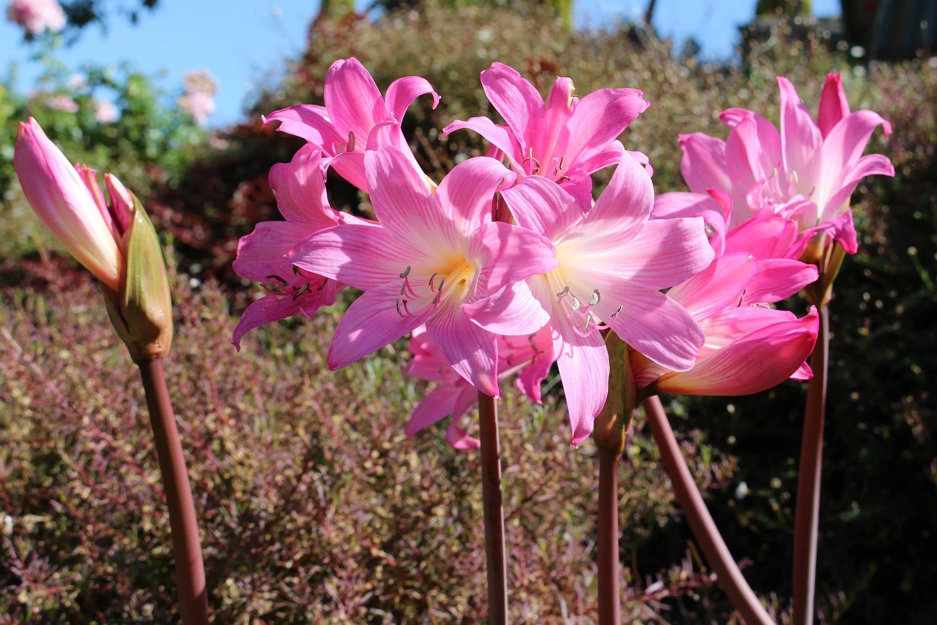 You’ll never see a Cape Belladonna flower with leaves