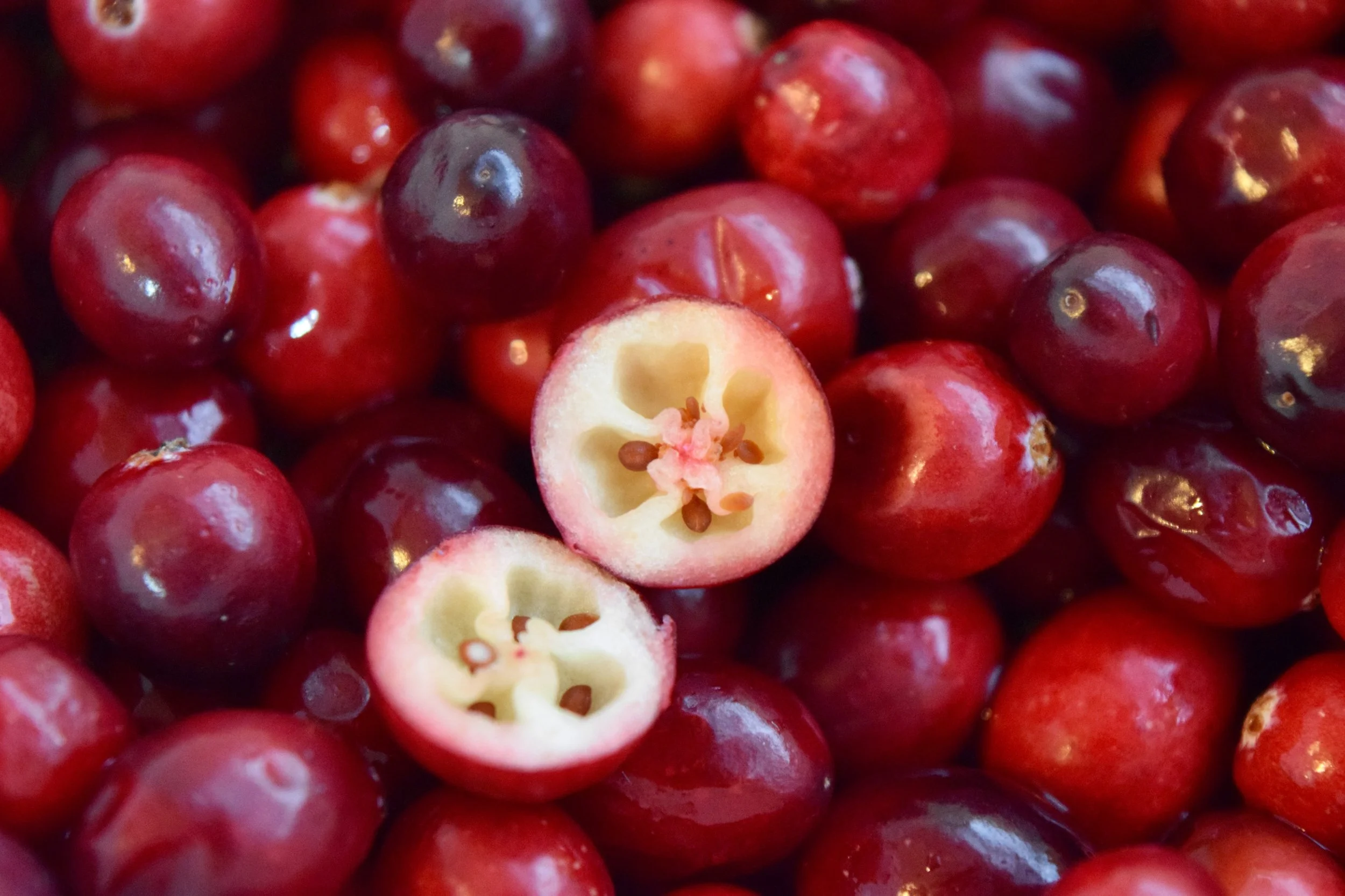 Cranberry fruit have little pockets of air that help them stay afloat