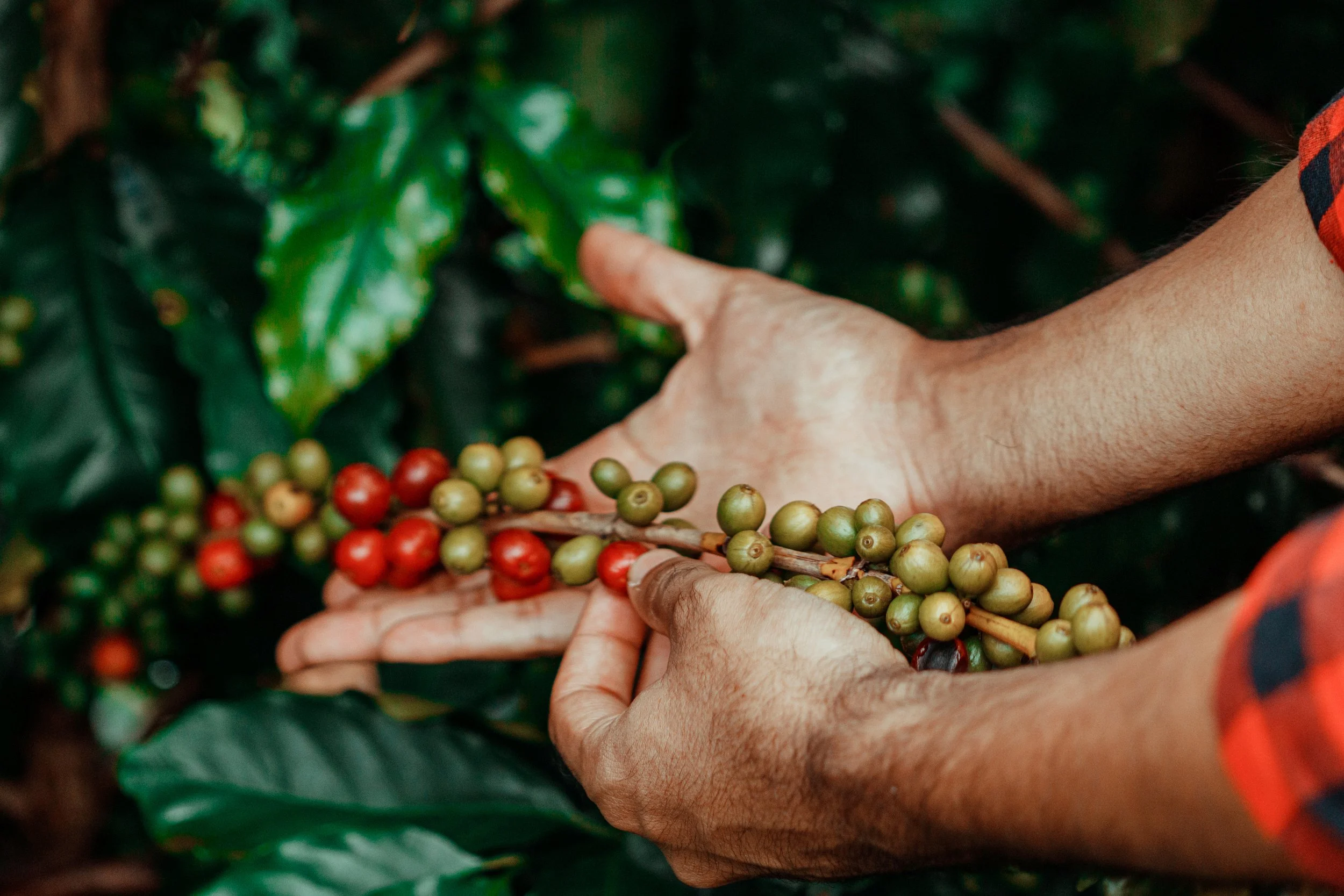 Coffee, along with tea and tobacco, was once believed essential for a sober and moral society