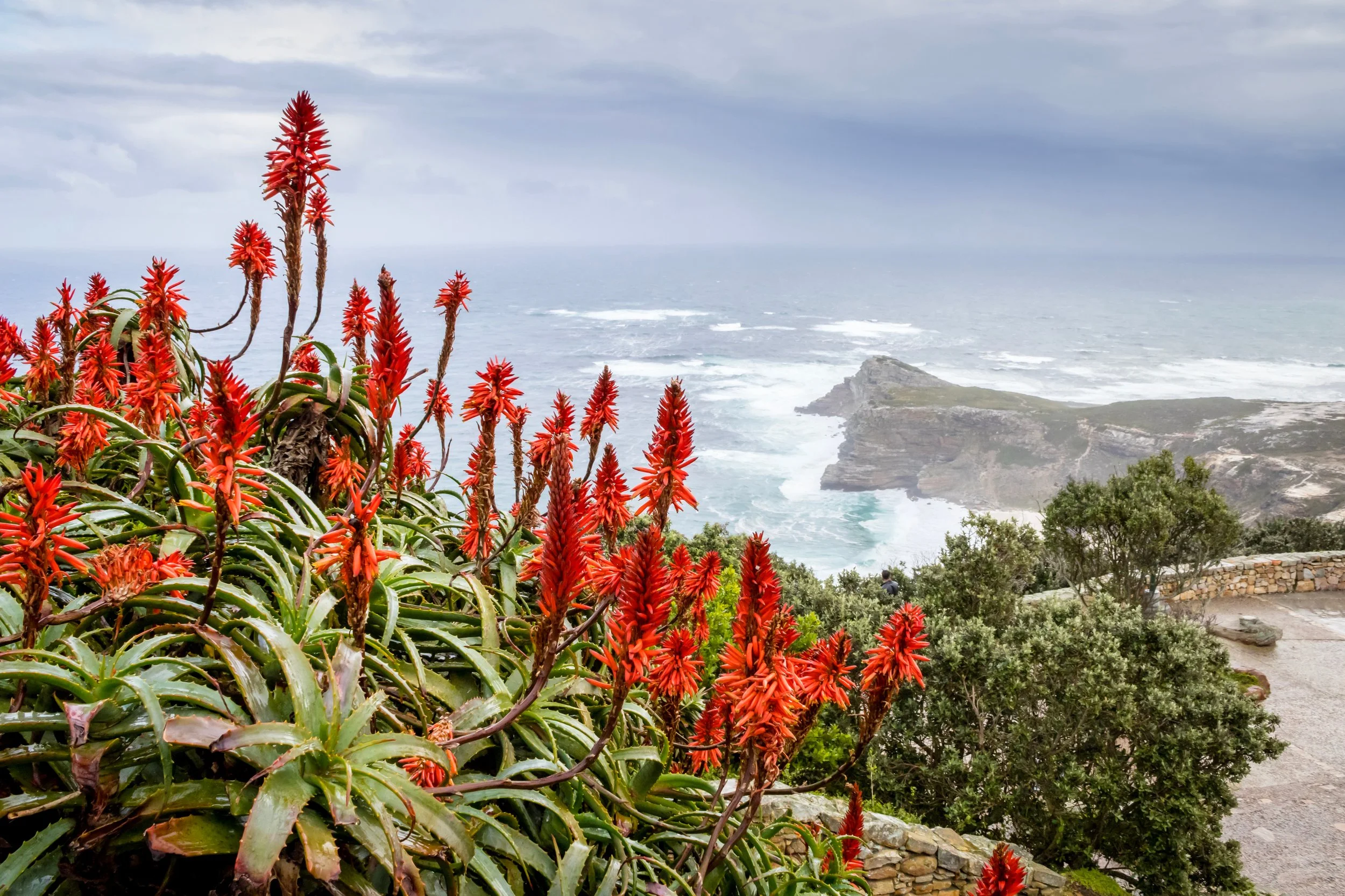 Aloe ferox is named for its fierce spiny appearance - even its babies are spiky