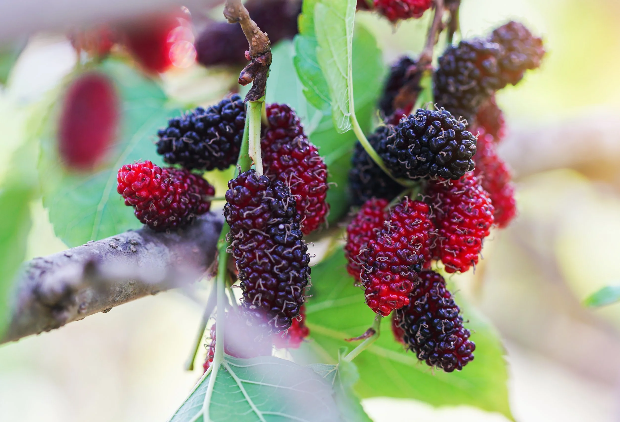 Male mulberry flowers catapult pollen at half the speed of sound