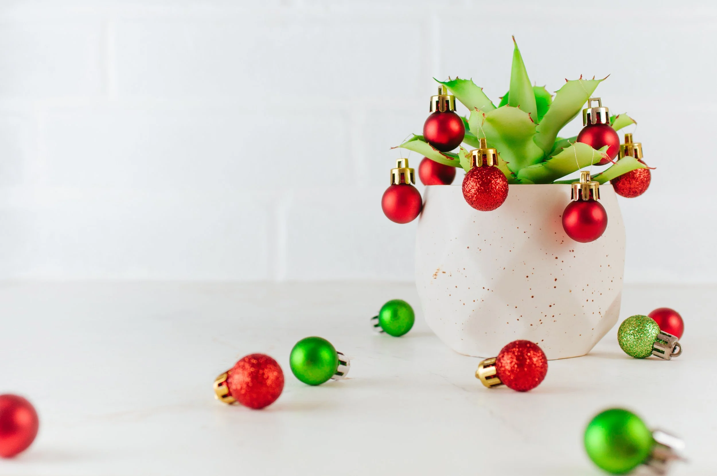 Plants typically associated with Christmas all have one thing in common - in the deep dark northern winters, they brought a bit of colour to the festivities