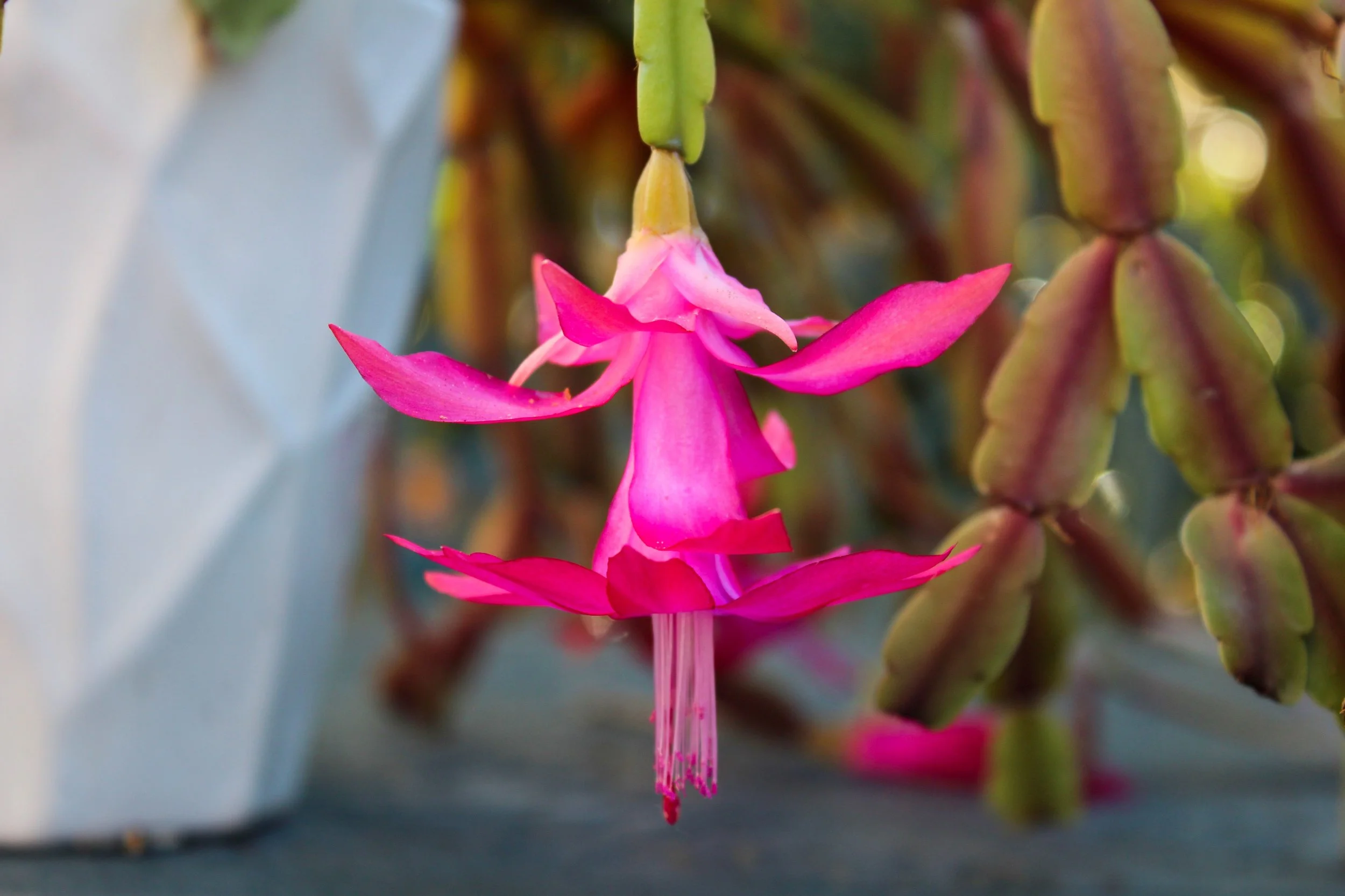 The flowers of Holiday Cacti are pollinated by hummingbirds