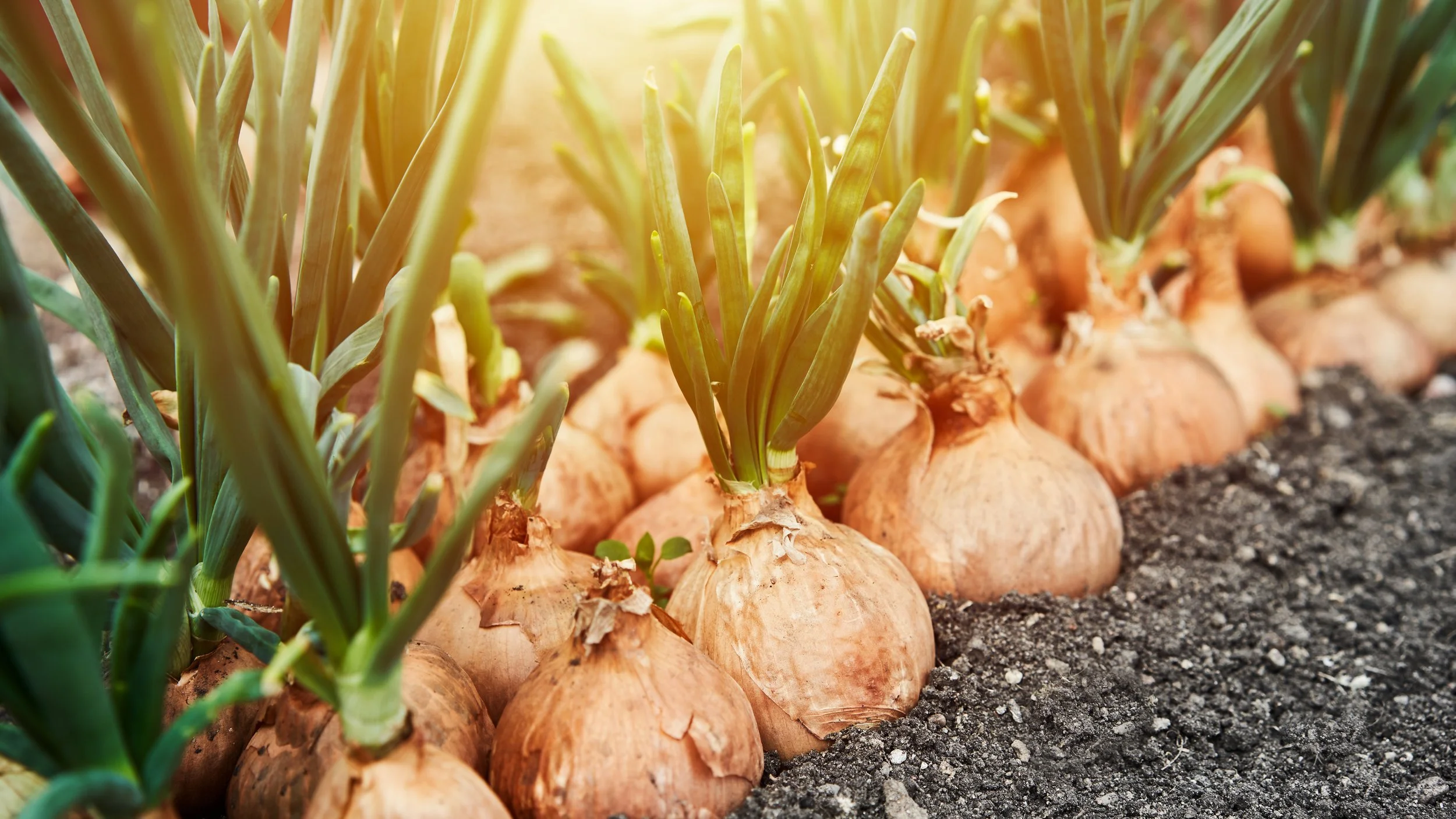 Onions are part of the same family as daffodils and agapanthus
