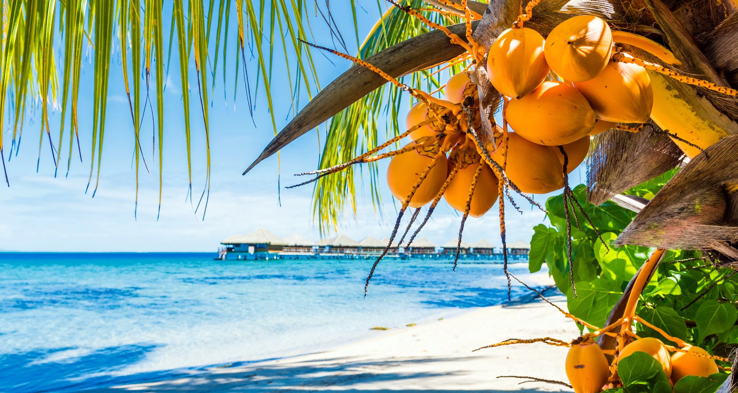 Coconut palms have grass-type roots - fibrous without a tap root