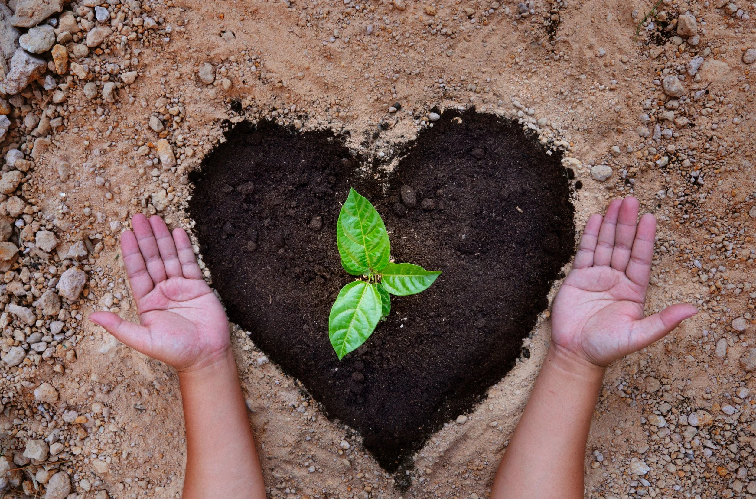Matters of the Heart: Appreciating the Gut's Impact on Heart Health