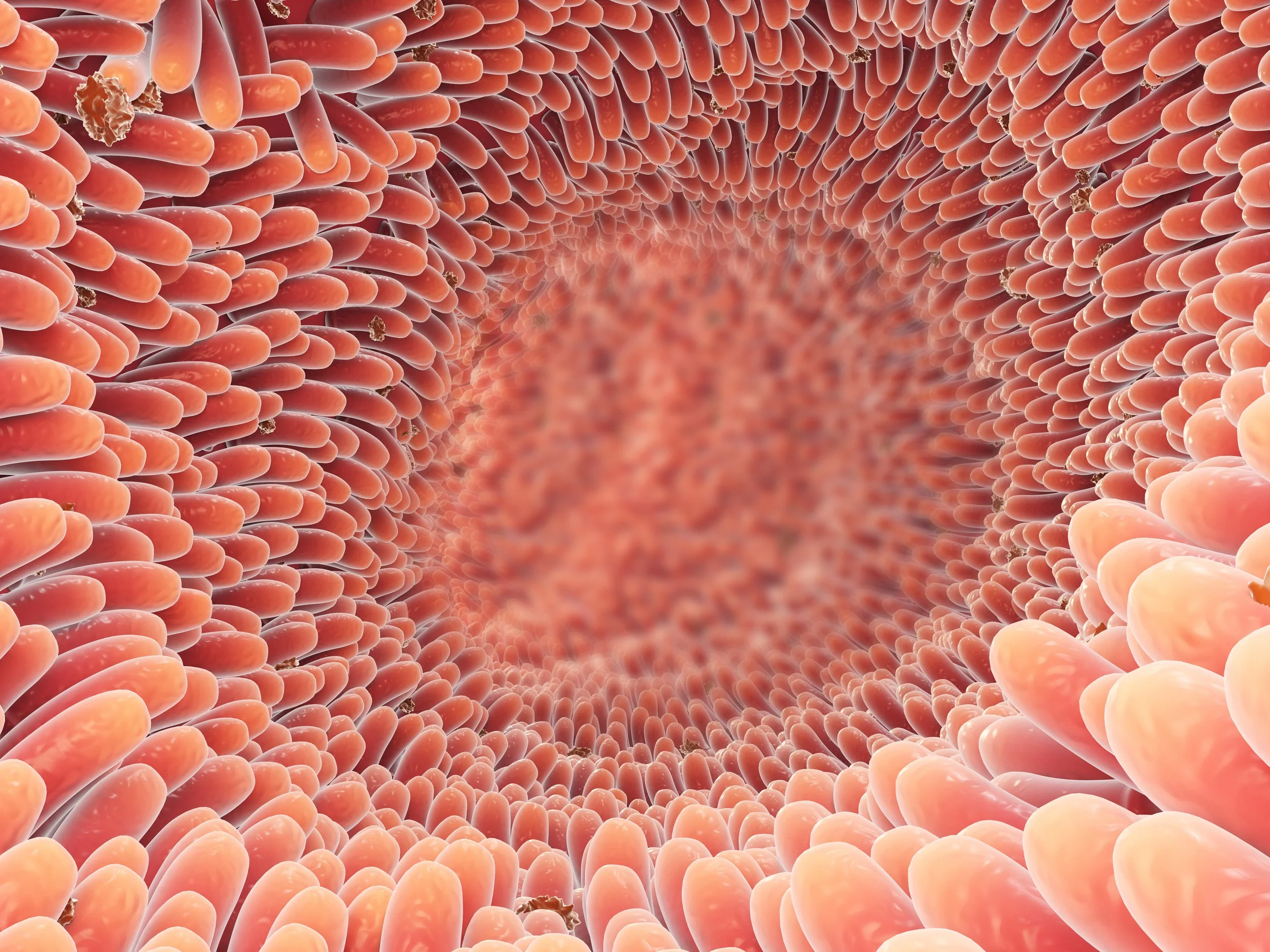 The Gut’s Mucosal Immune System