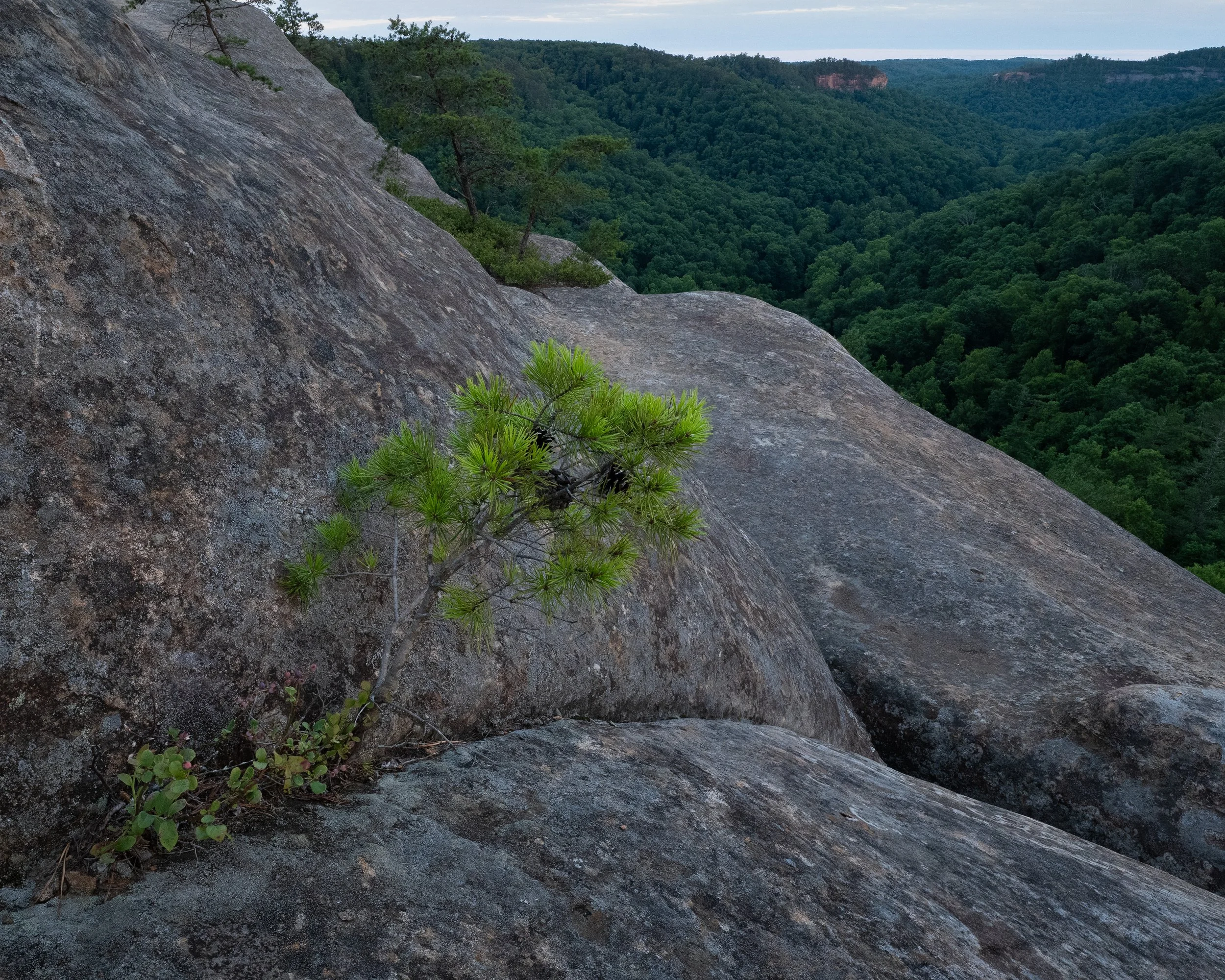 PS1B1469-Edit.jpg