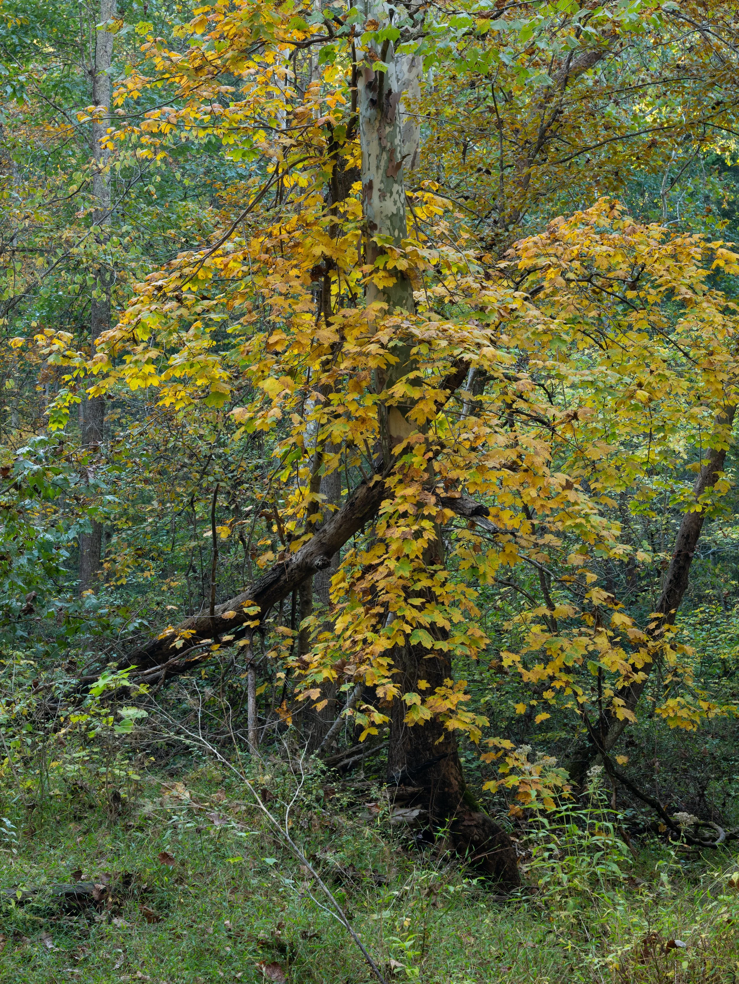 P1137852.jpg