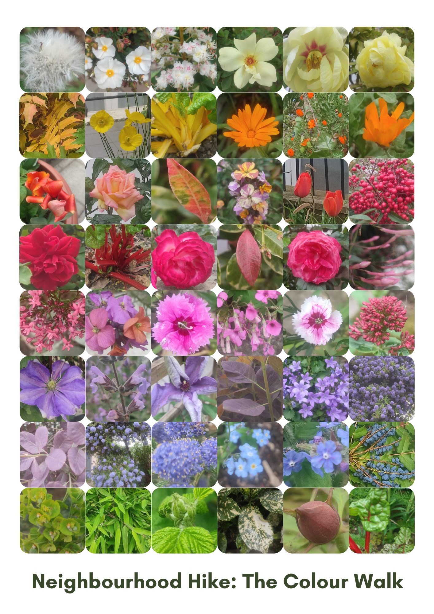 Neighbourhood Hike The Colour Walk[68].png