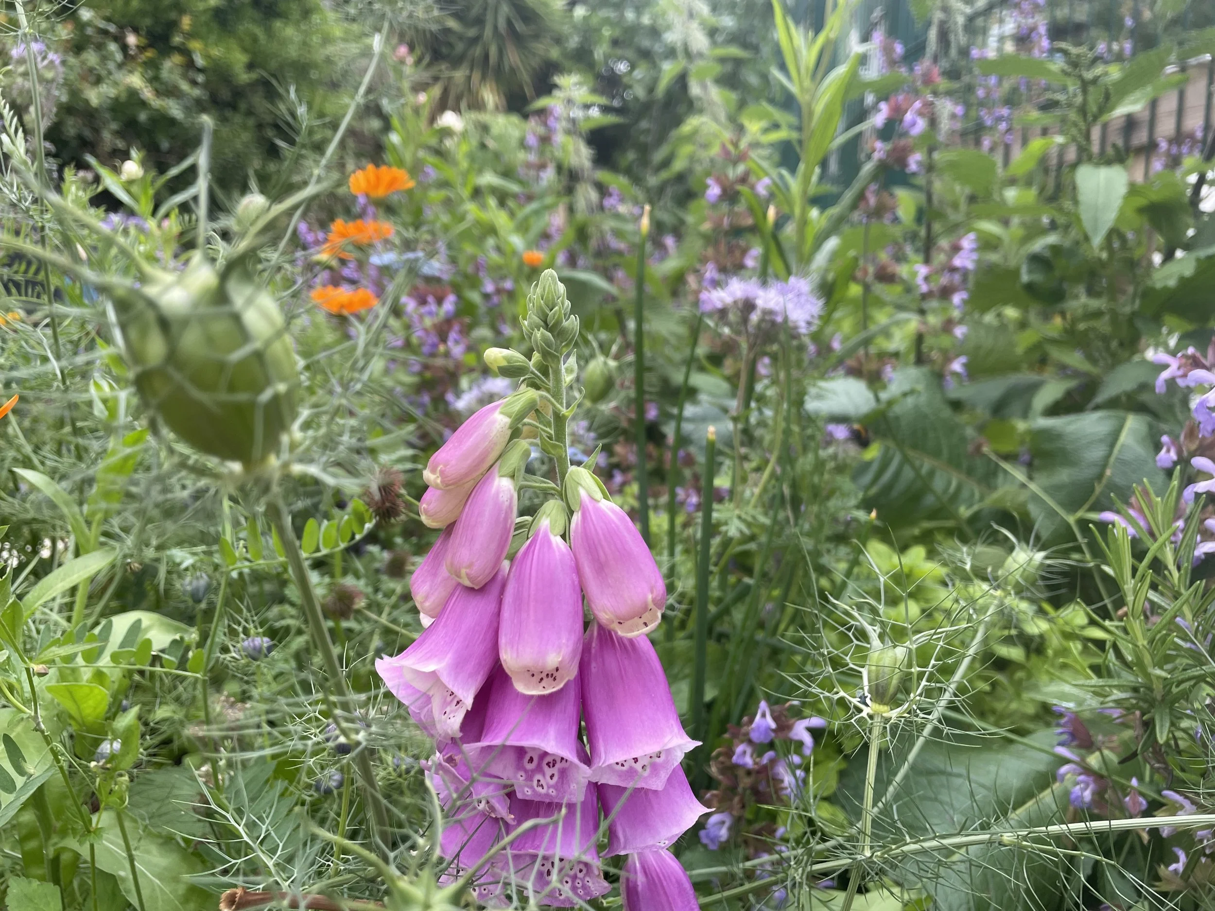 View of Plant Nursery plants, with purple flowers in foreground