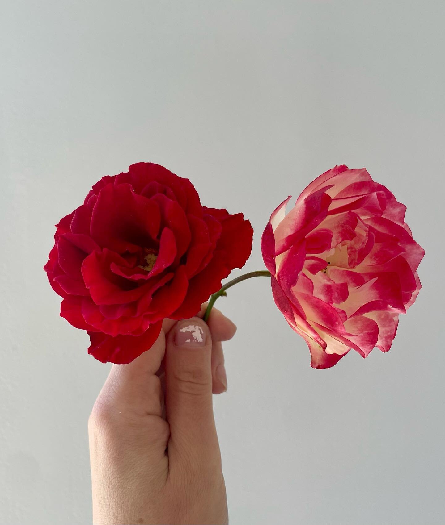 Roses were definitely my gateway flower. They just seem so DECADENT. And yet, they&rsquo;ve been some of the most hardy and least persnickety flowers I&rsquo;ve planted on my own property. I imagine it&rsquo;s different to sell them&mdash;they&rsquo;