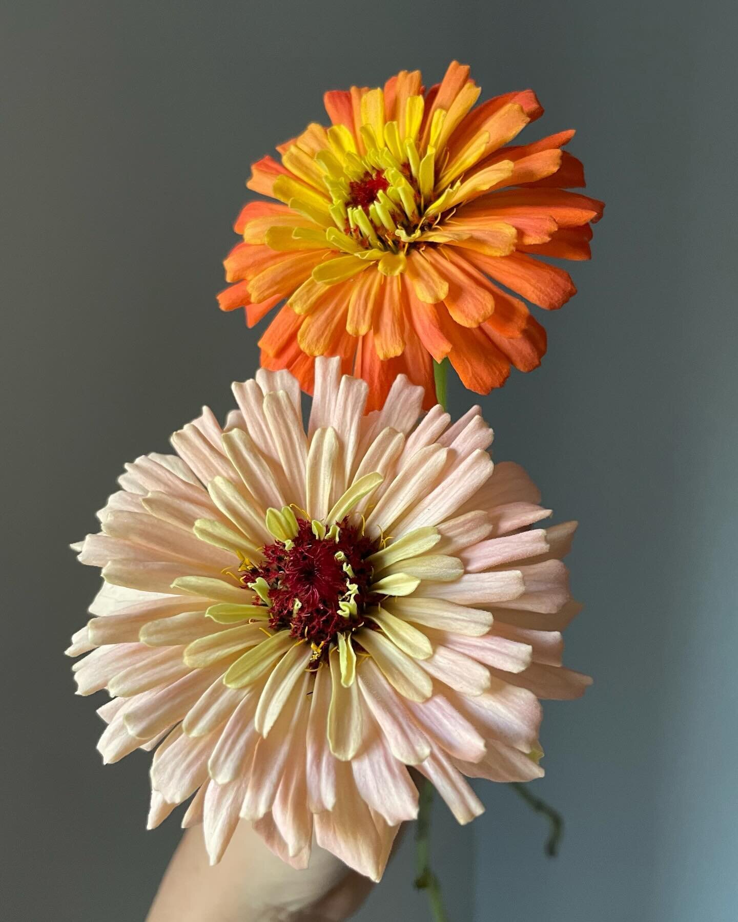 Want to start a cutting garden but aren&rsquo;t sure how? Behold, a zero-effort, results-guaranteed, recipe for getting hooked on growing:
1. Get some zinnia seeds 
2. Stick them in the dirt in late spring 
3. Add sun + water
Enjoy! 
It really can be