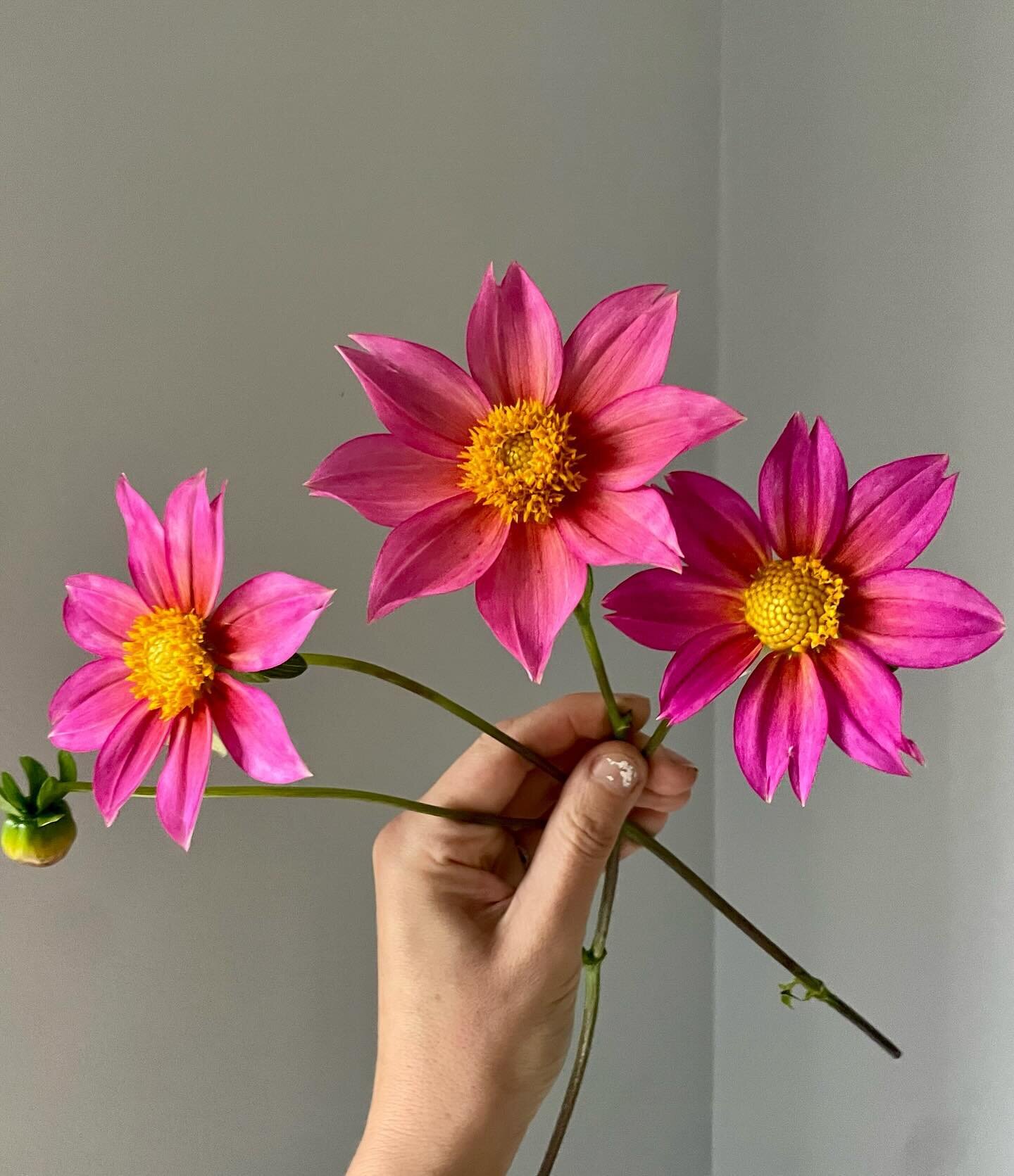 Raising a toast&mdash;
To &ldquo;Find(ing) tongues in trees, books in the running brooks, sermons in stones, and good in everything.&rdquo;

Sending gratitude from my garden to yours!
.
.
.
#shakespeare #nature #grateful