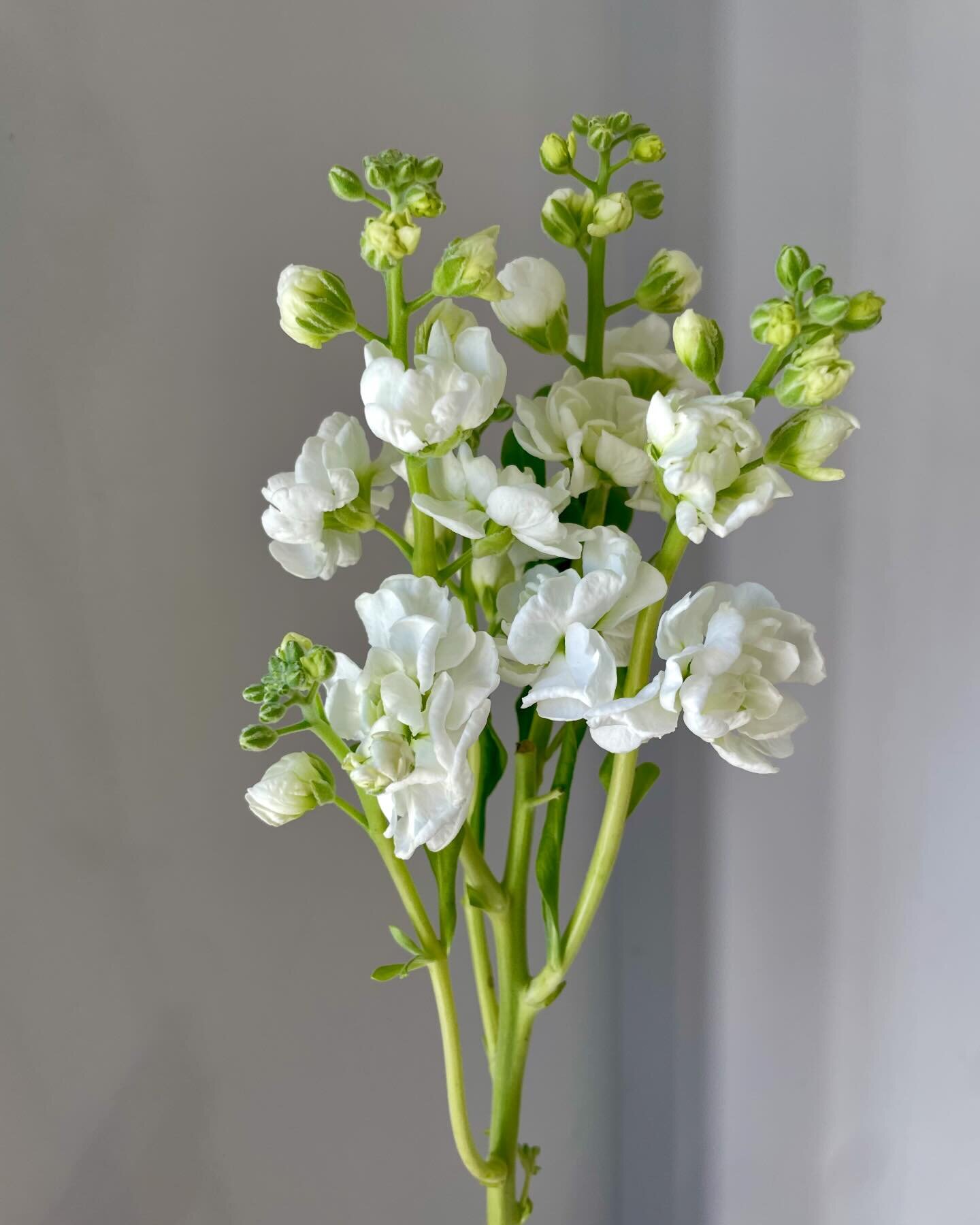 This year I decided to &ldquo;focus&rdquo; and start to &ldquo;specialize&rdquo;&mdash;in other words grow more varieties of fewer species. I had visions of being the Snapdragon Lady, or the China Aster Queen&hellip; bringing one of these spectacular