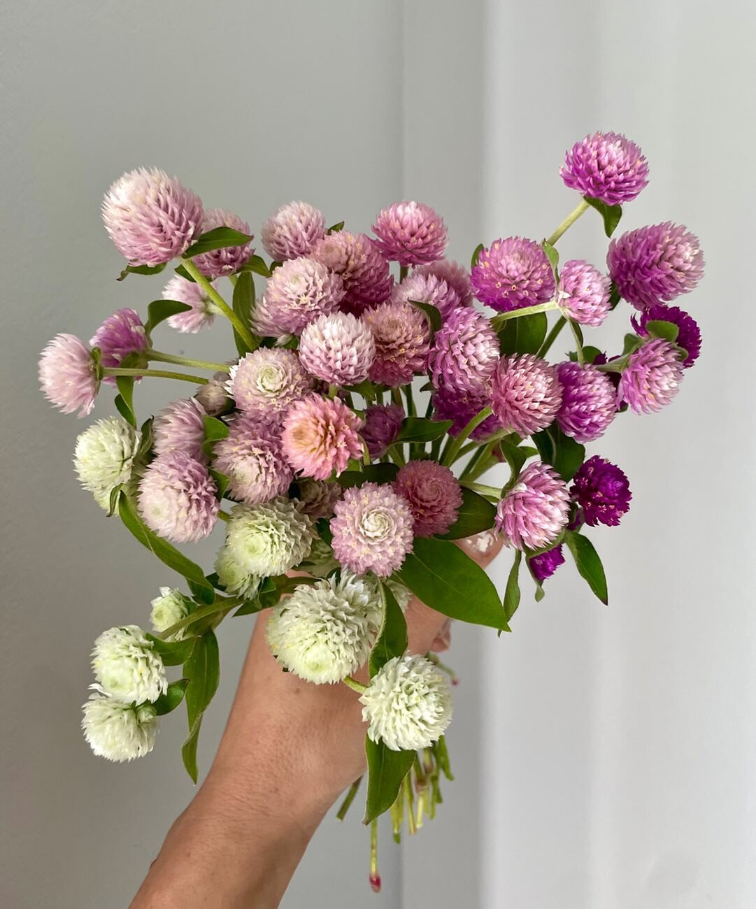 I swore up and down I wasn&rsquo;t going to grow gomphrena again. &ldquo;Too quirky&rdquo;, I said. &ldquo;Too tangly&rdquo;, I said. Of course that was in August when we were feasting on an embarrassment of floral riches. Now it&rsquo;s January, the