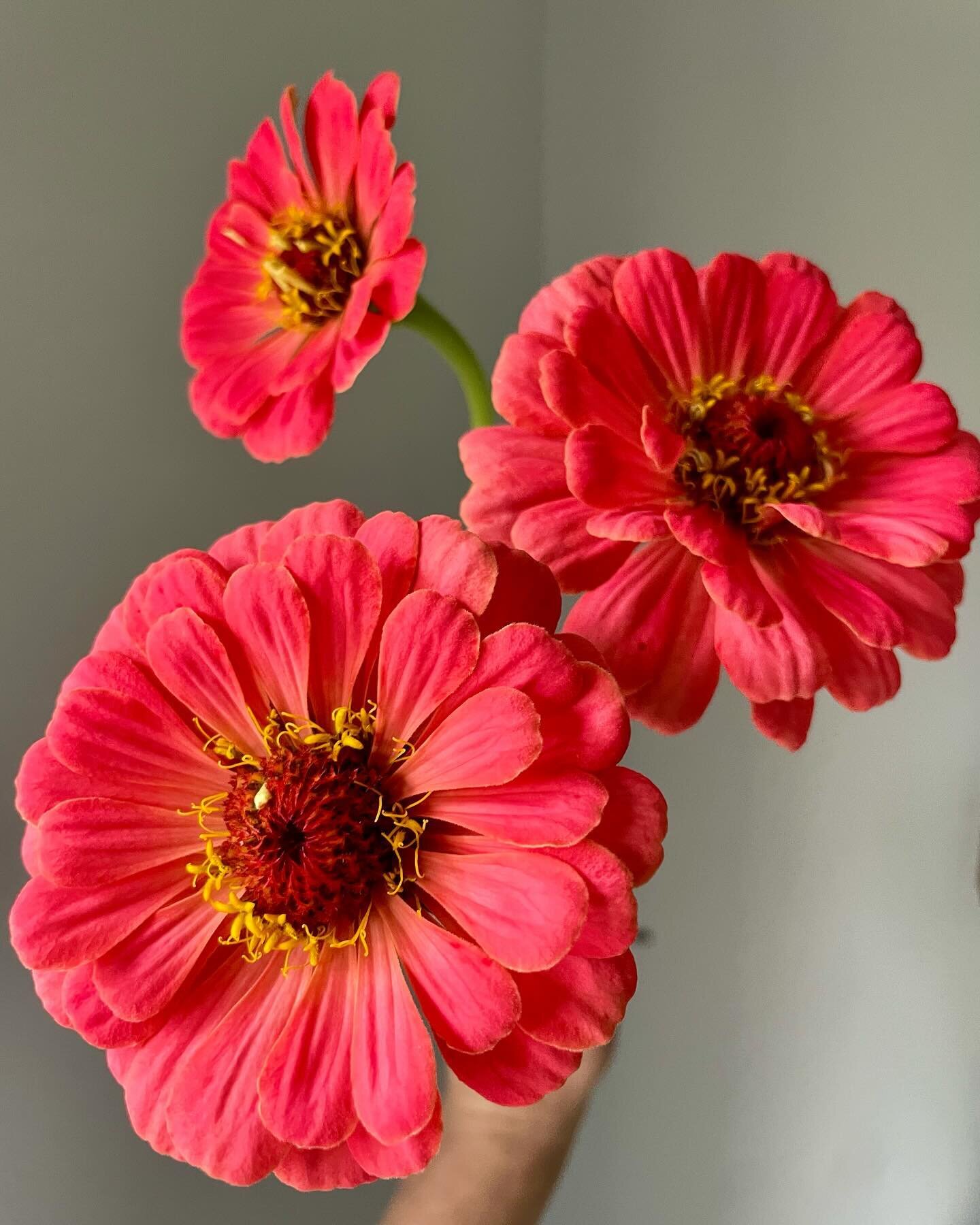 I know zinnia szn is forever away in flower years I just needed some color. On a completely unrelated note, does anyone else find heat mats to be completely counterproductive? Just me? 
.
.
.
#cutflowers #zinnias