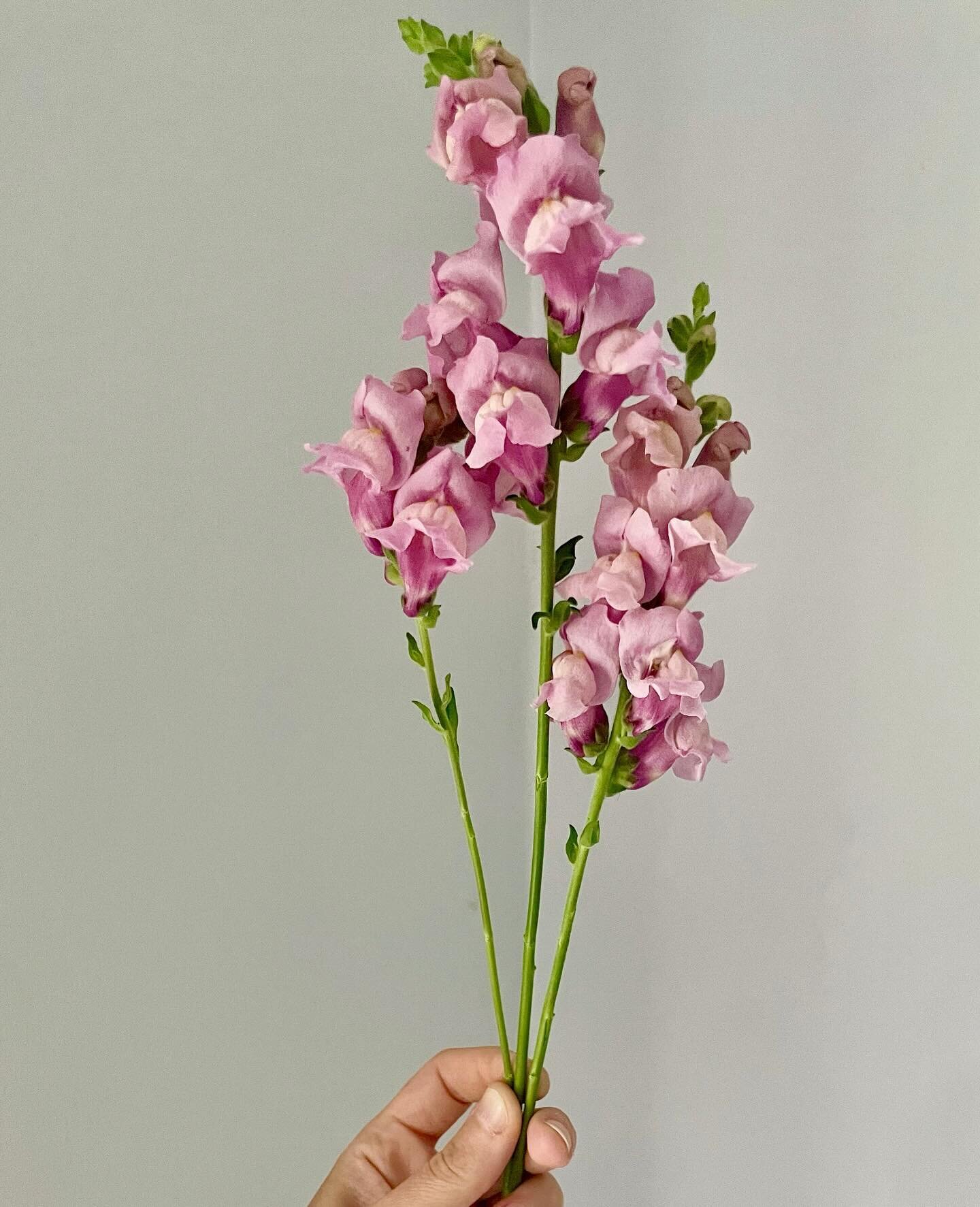 Transplanted approximately two billion snaps into the low tunnels today&hellip; or more accurately, like 19. But it&rsquo;s a one-woman show over at FPFF and the sweat equity is no joke. Along with the snapdragons, the tunnels are happily hosting som