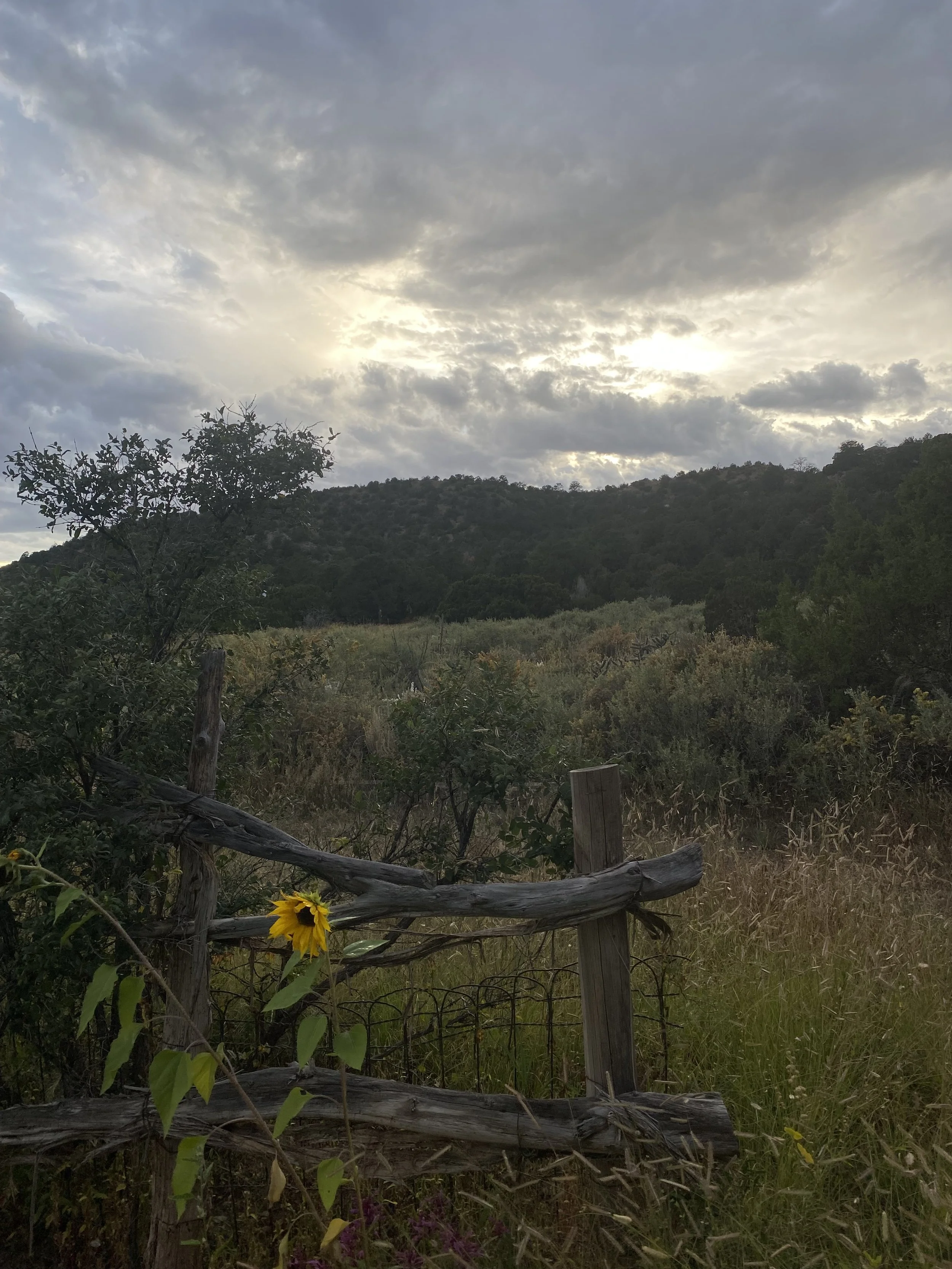 IMG_8703.jpeg