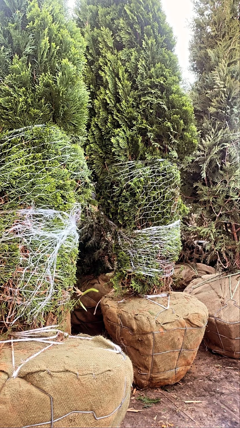 WhatsApp Image 2022-09-13 at 5.25.41 AM.jpeg