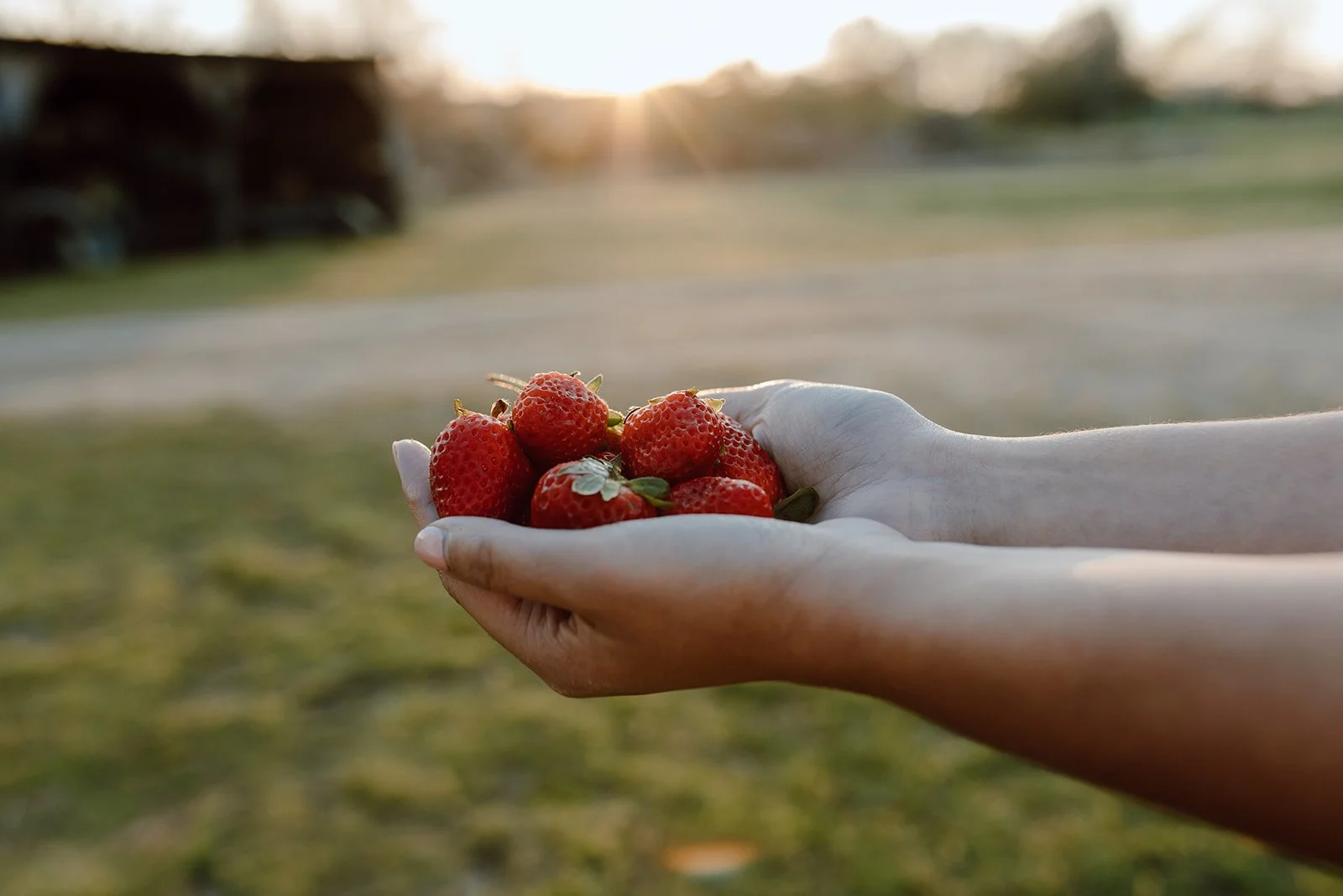 Why You Need to Go Strawberry Picking This Spring