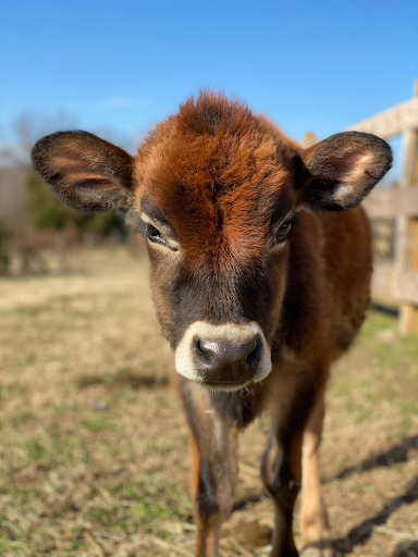 9 Activities in Charlotte, NC, for Families