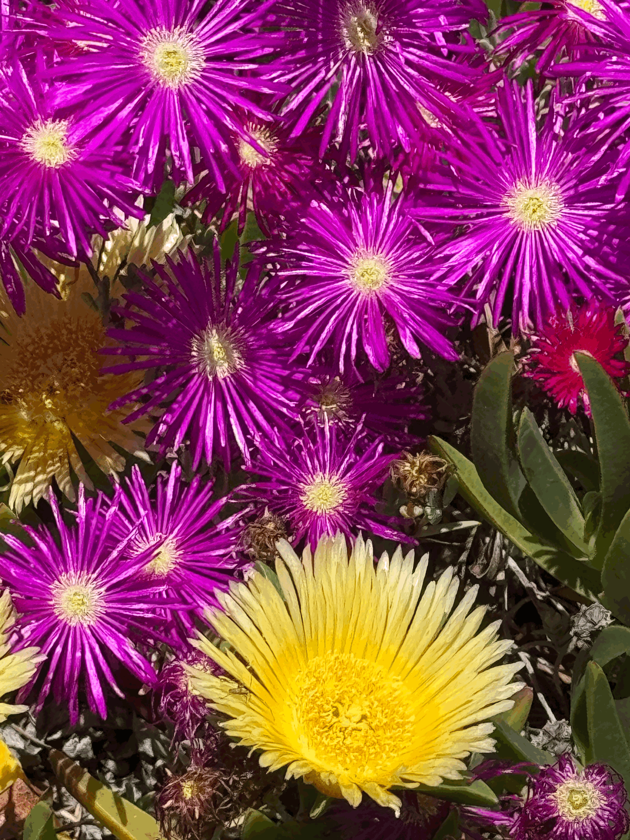 40 Days of Raw, Unedited Writing: Rediscovering Connection Beyond Social Media