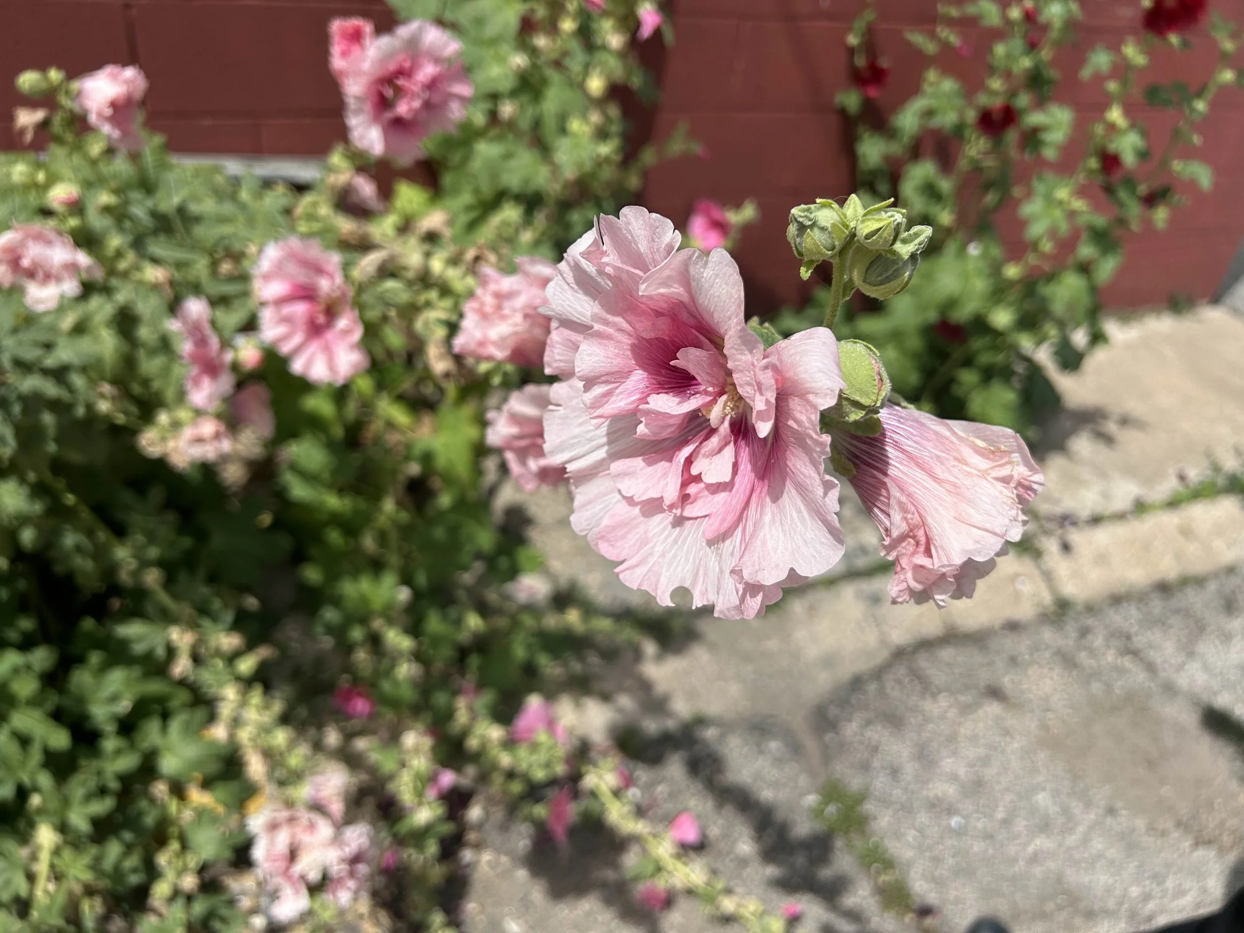 Why Smelling Flowers (and Listening to Ocean Vuong) Might Be Exactly What You Need Today