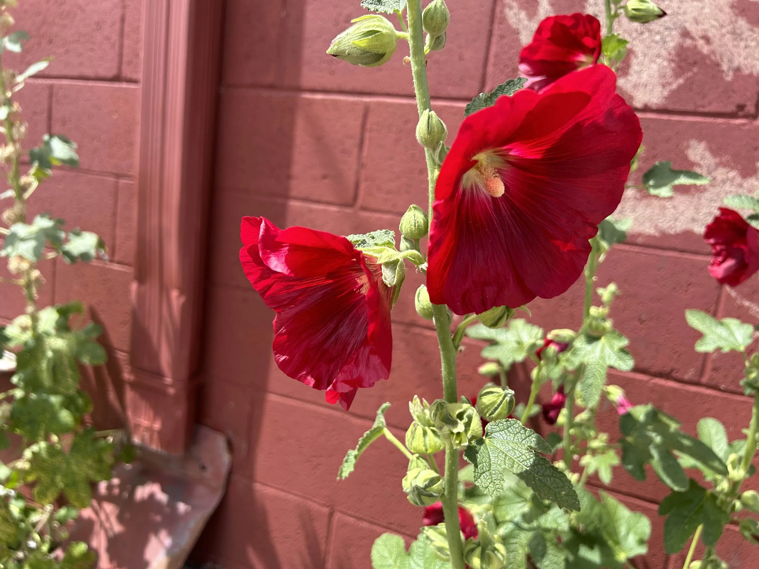 Is It Good for a 5-Year-Old to Be Self-Reflective? A Mother’s Honest Look at Grief, Parenting, and Emotional Awareness