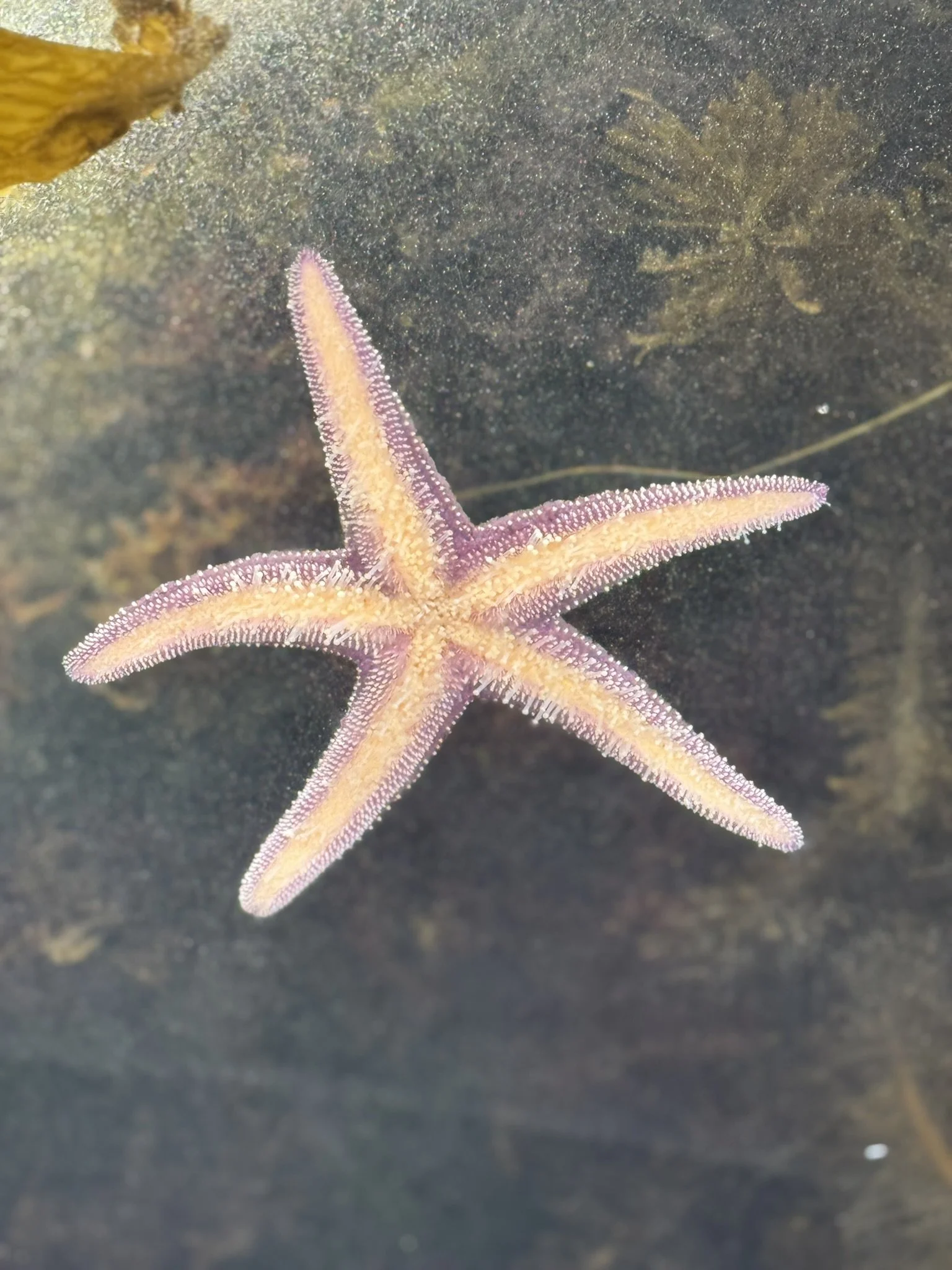 Seeing Your Parents as Human