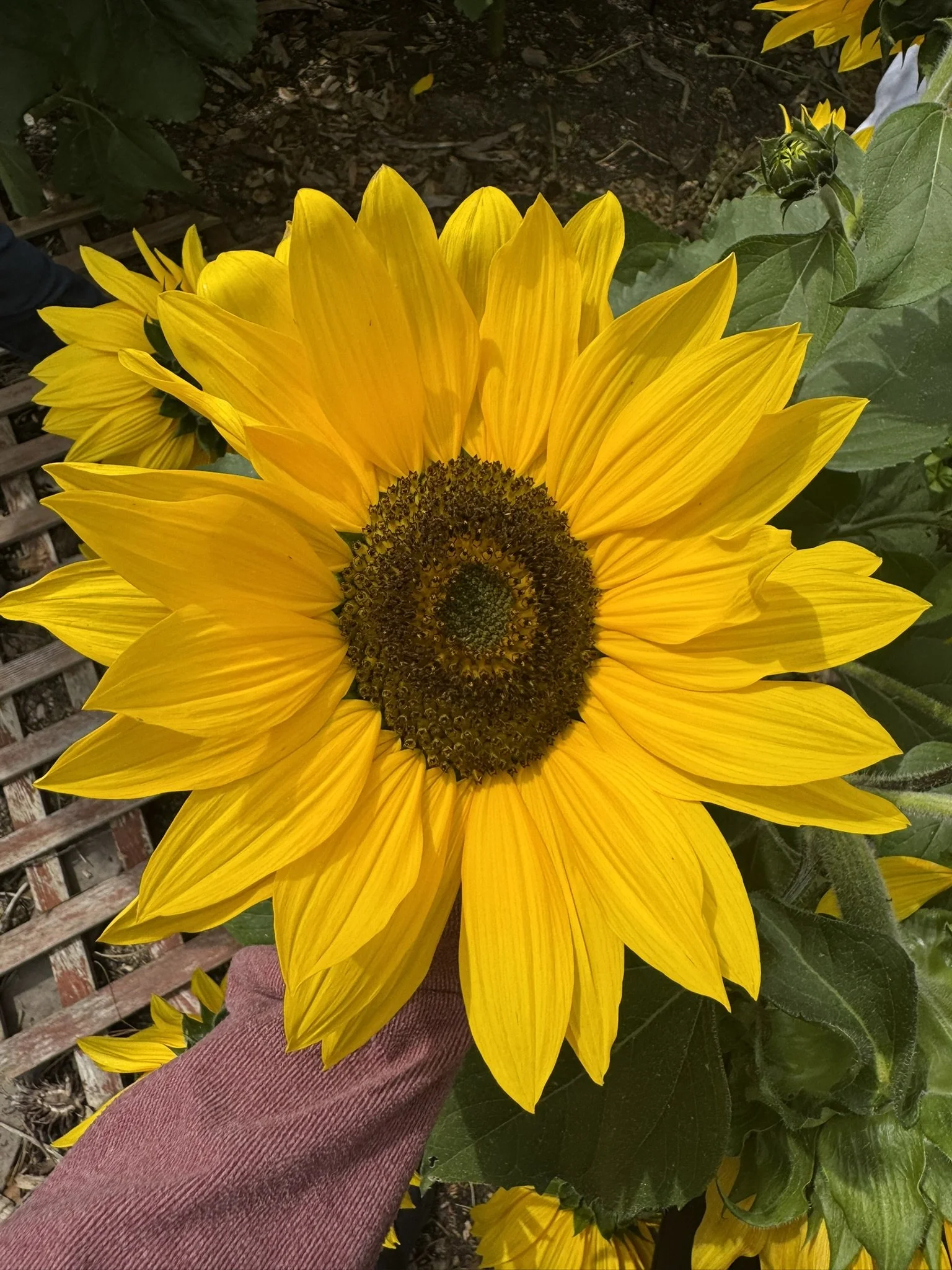 The Poet Who Changed Live's