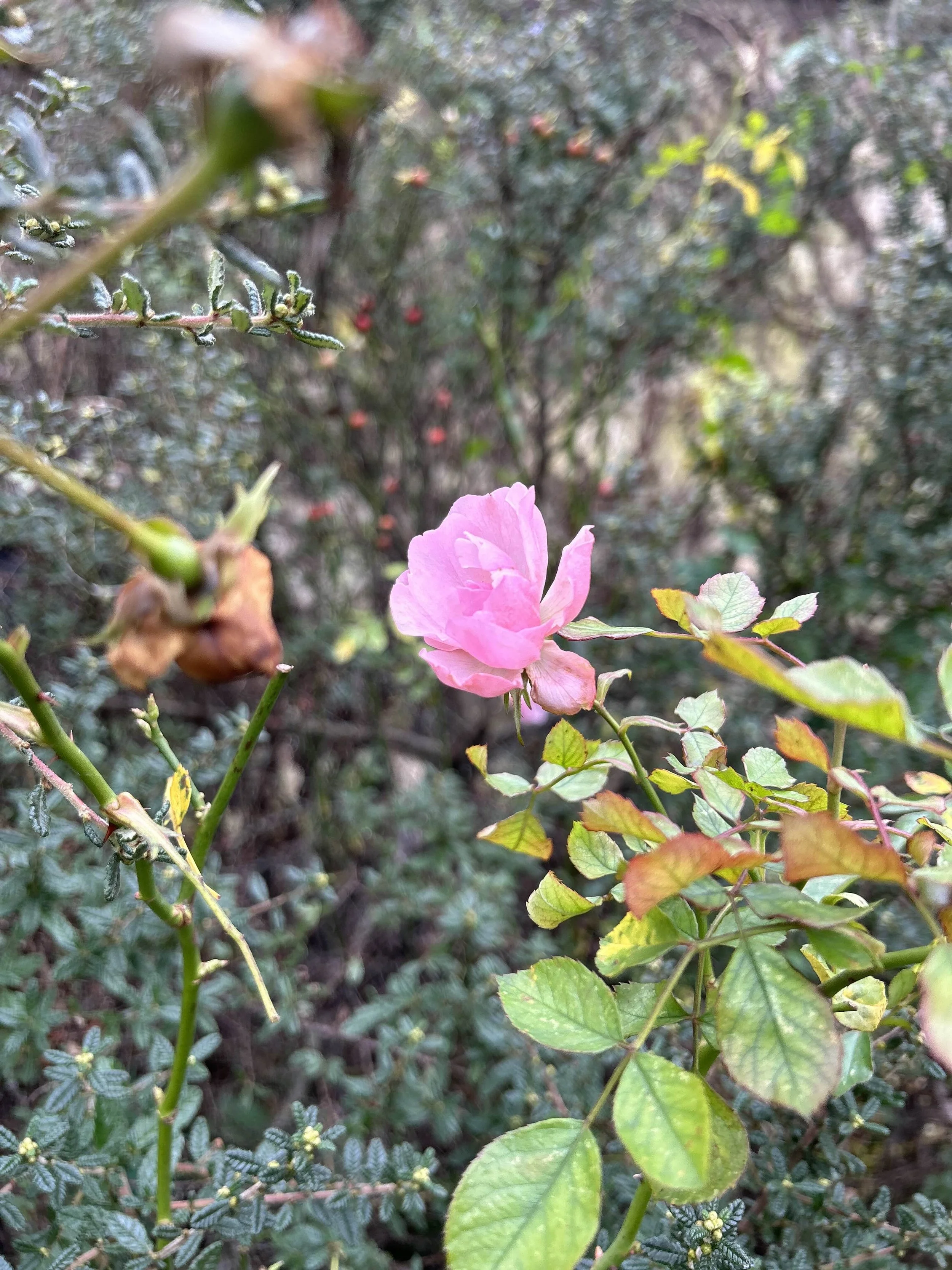 Pelvic Floor Massage