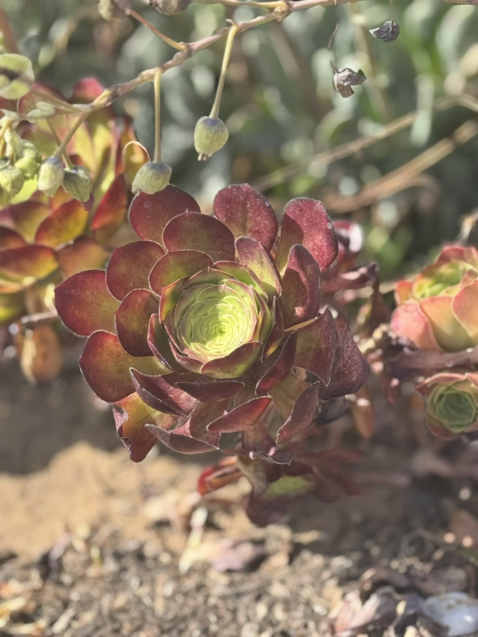 The Inner Controller (7 Types of Inner Critics)