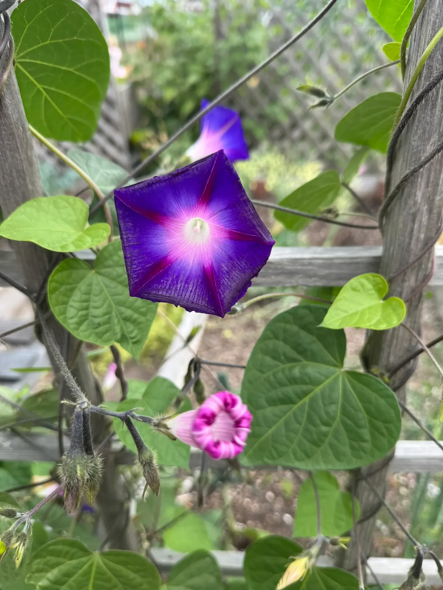 Yoga to Calm the Mind