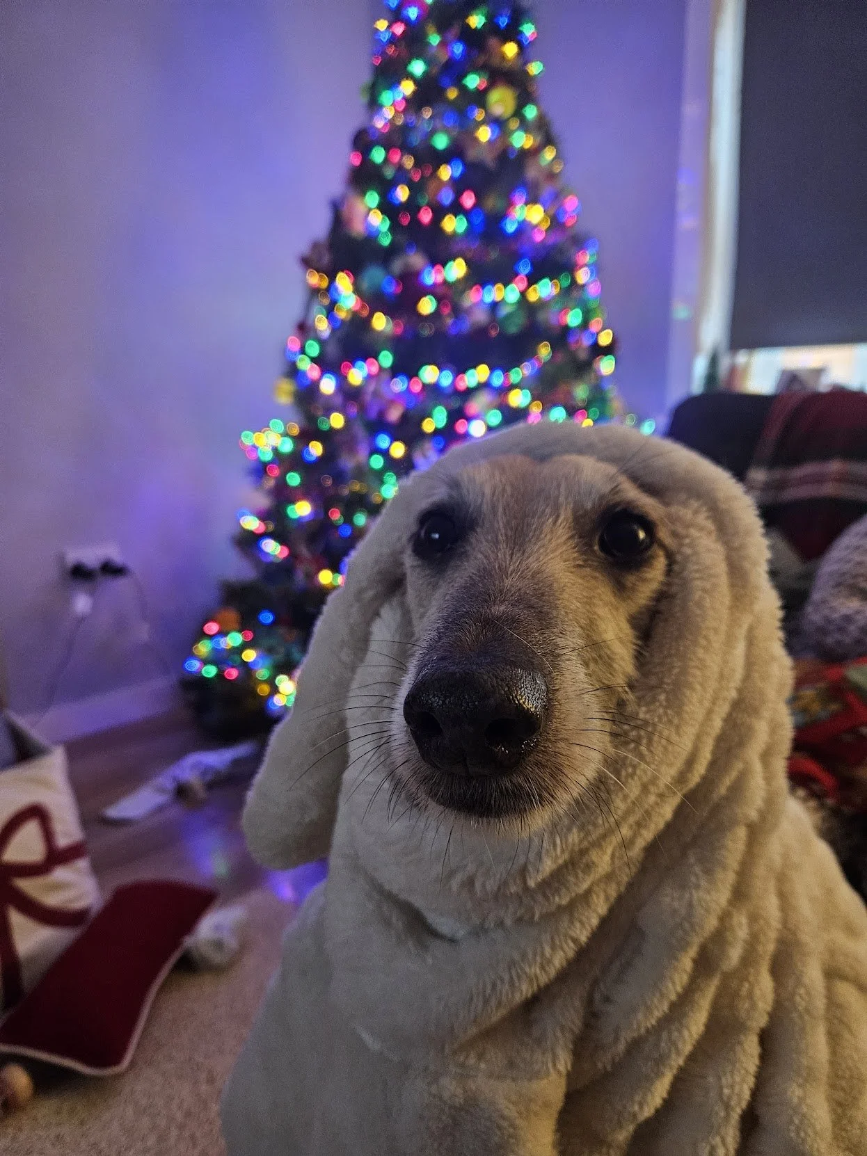 Jasper wearing his Secret Santa gift in front of the Christmas Tree