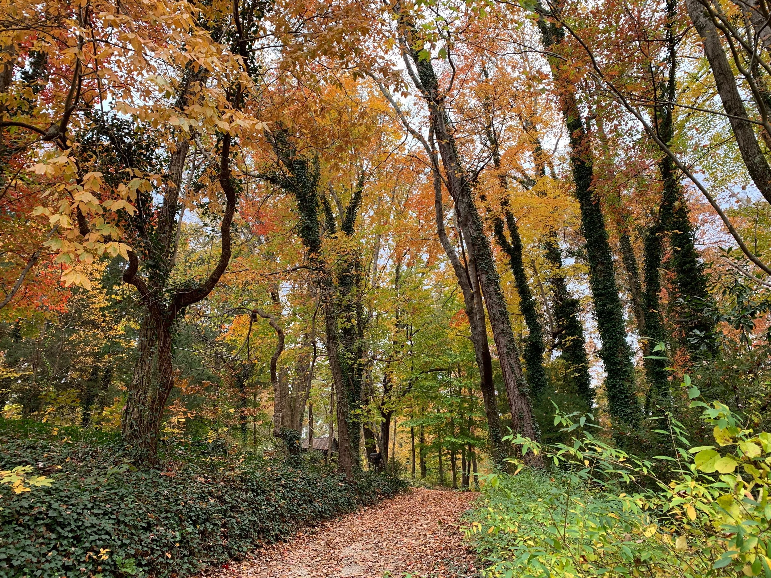 Hidden in plain sight.jpeg