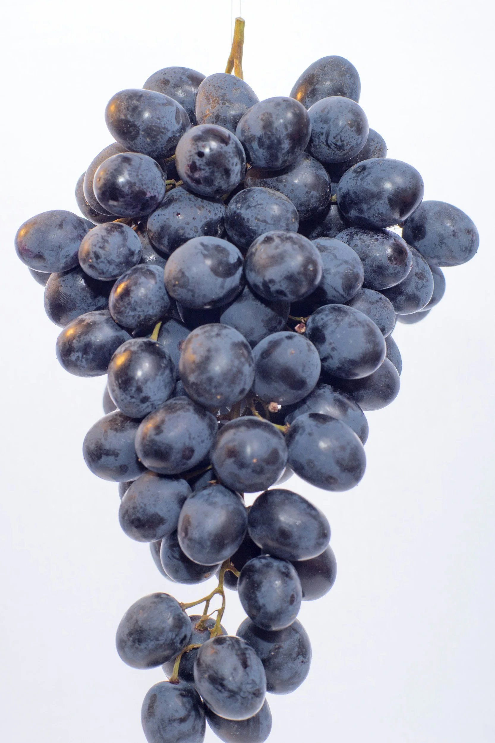 Tryon Grapes - A Rich Viticultural History