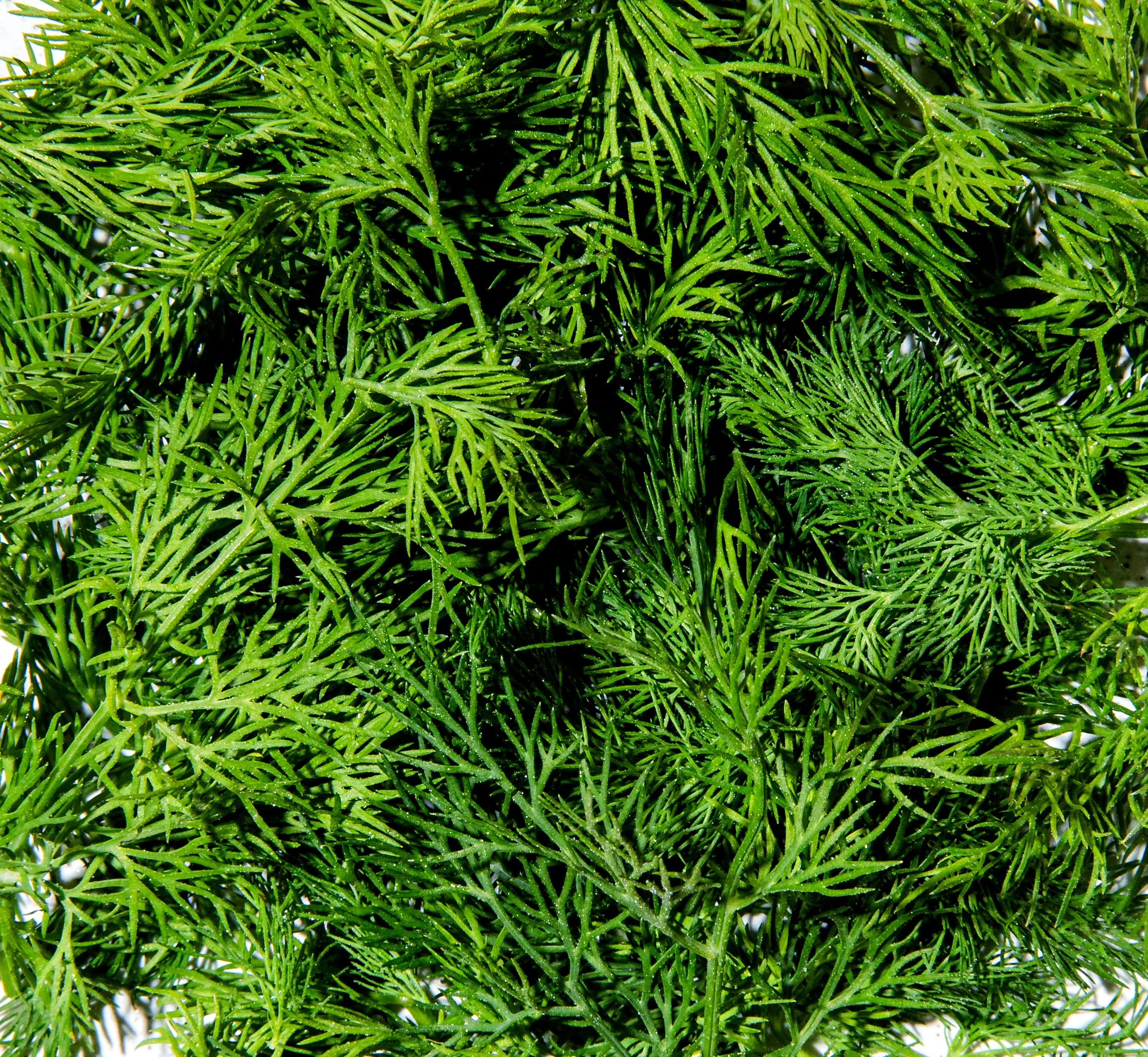 Macro_Dill-03.jpg