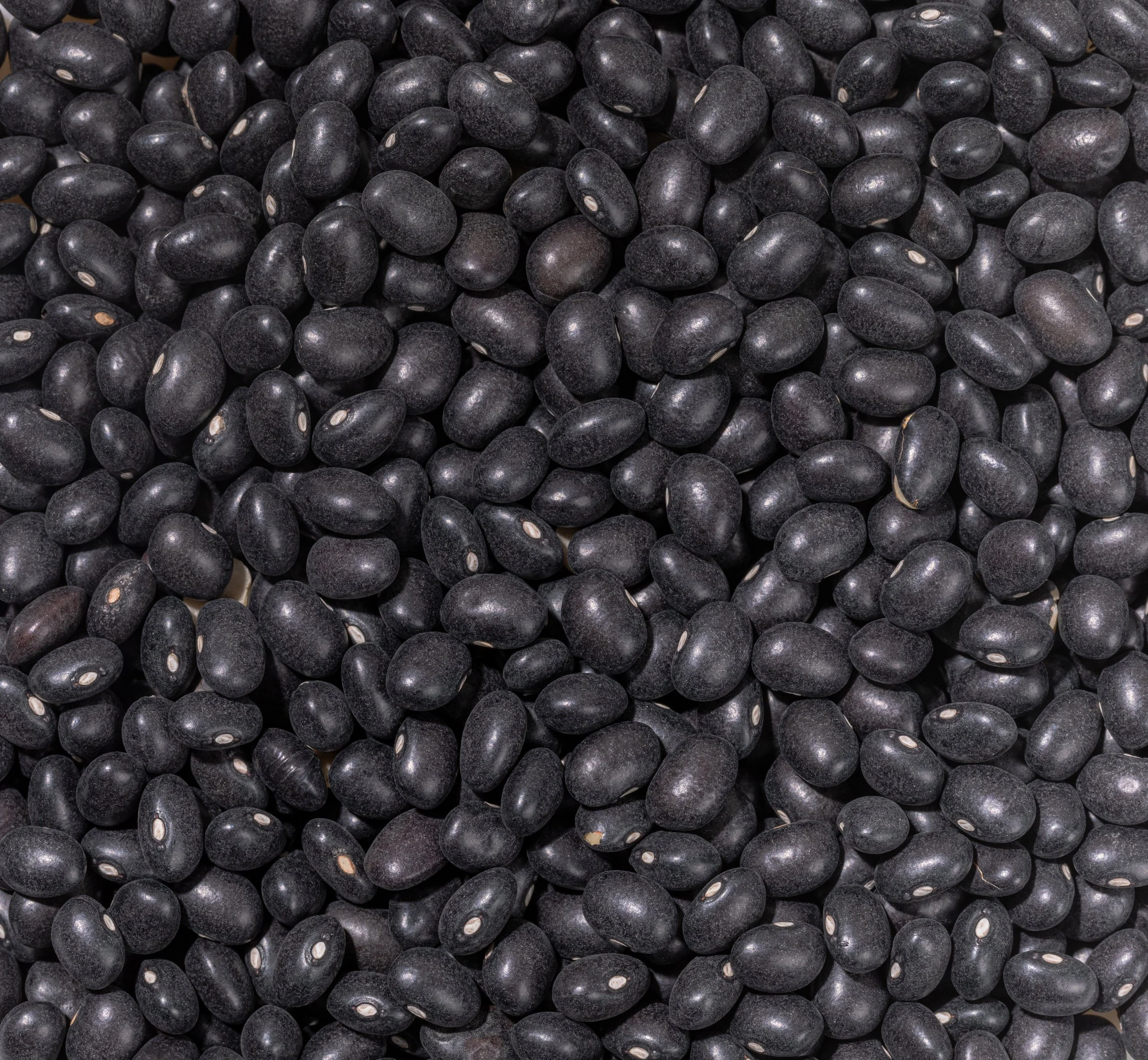 MACRO_BLACK BEANS.jpg