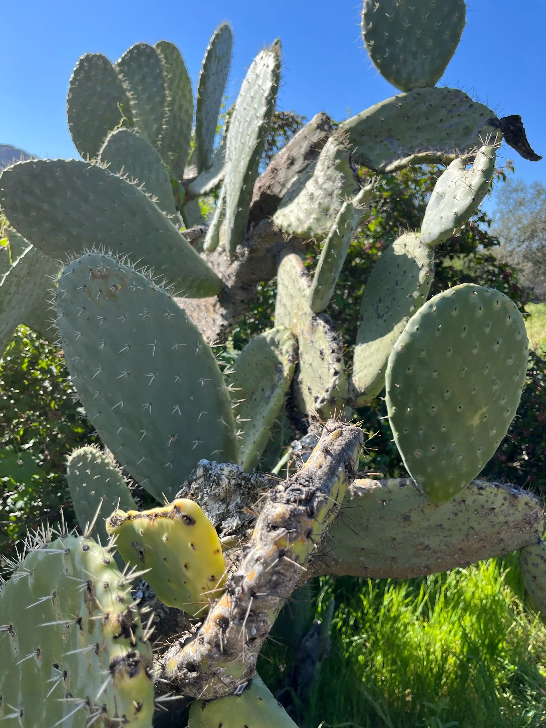 Close-up of a cactus plant with flat, green, oval pads covered in spines, set against a bright blue sky and some greenery in the background.