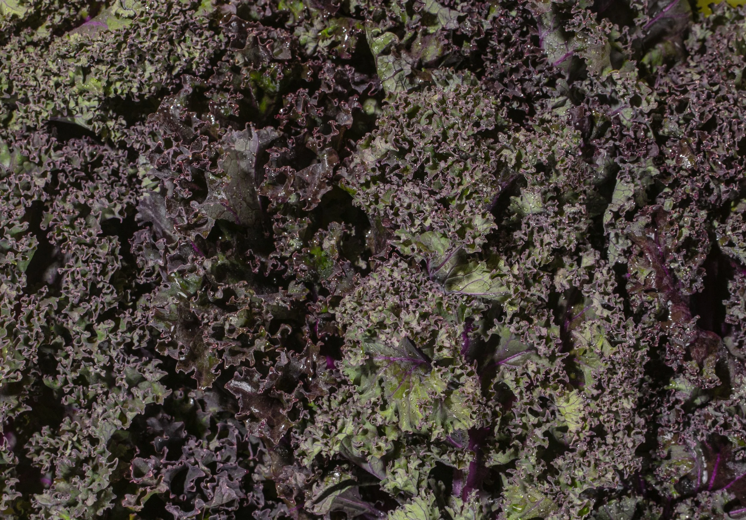 Macro_Kale-05.jpg