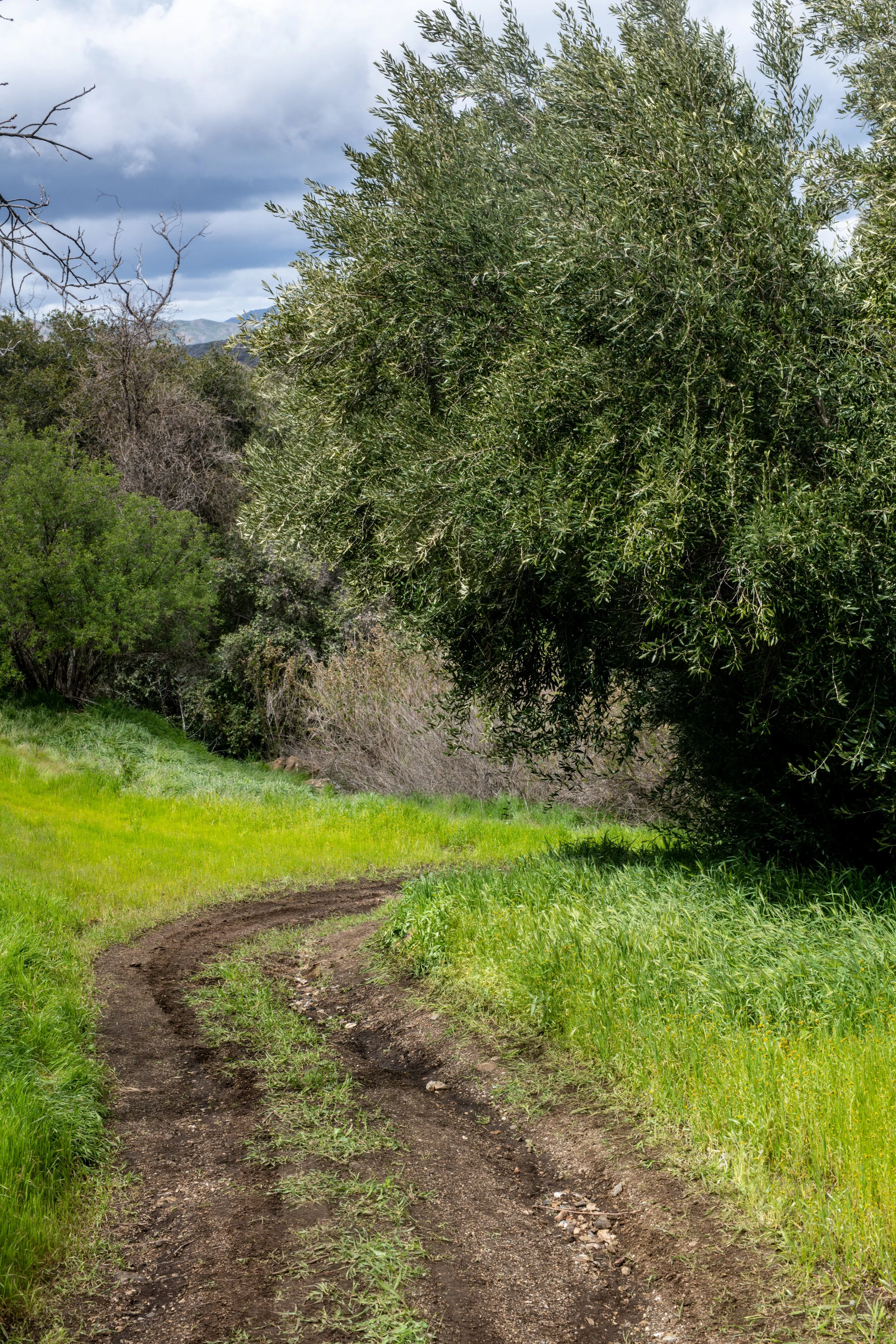 A dirt trail winding through a lush green meadow with dense trees on both sides, under a cloudy sky.