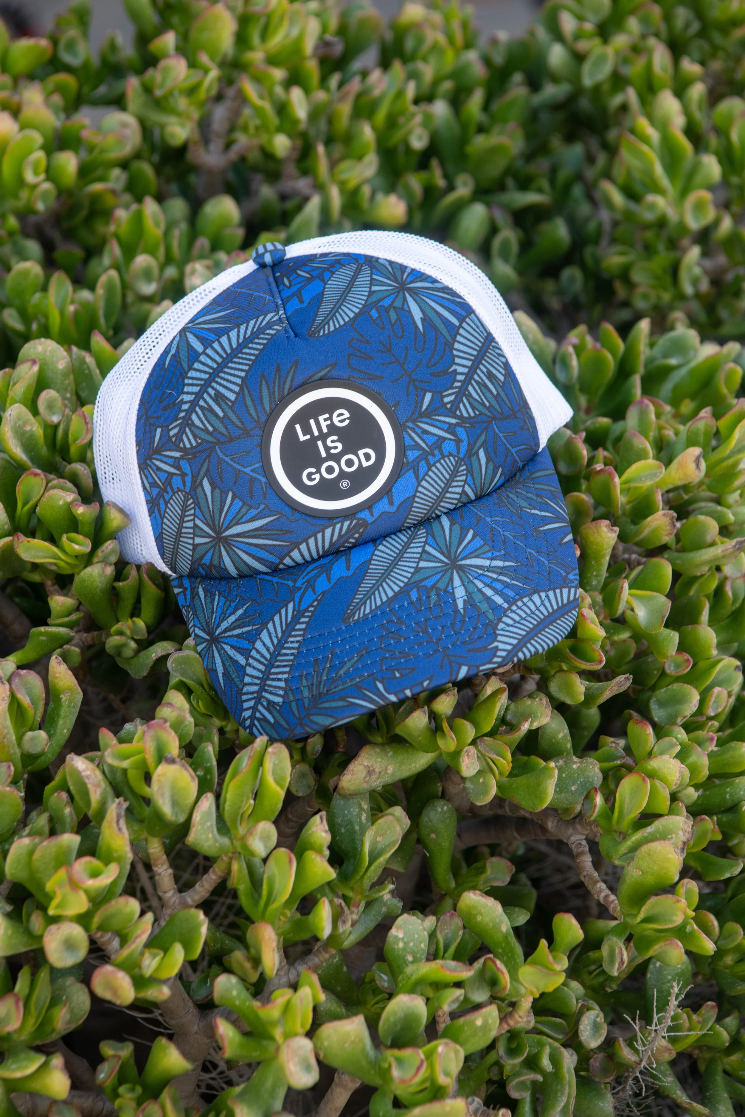 A blue and white trucker hat with a leaf pattern and a "Life is Good" logo resting on green succulent plants.