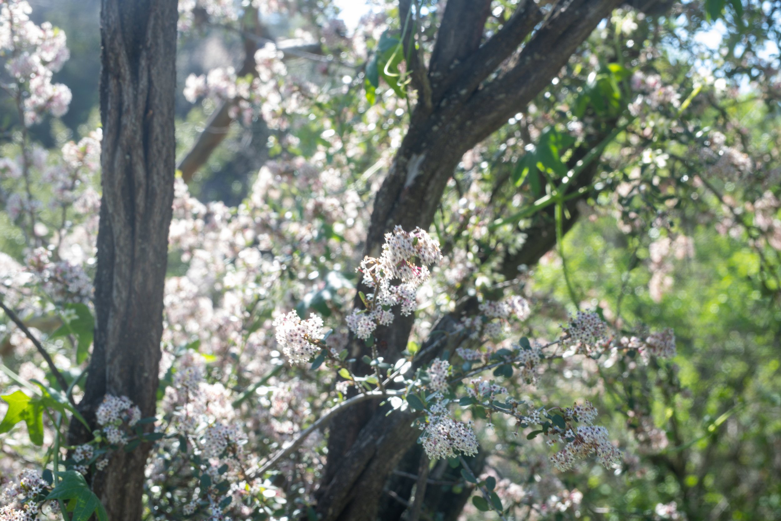Close-up of a flowering tree with small pink and white blossoms, green leaves, and brown branches, in a natural outdoor setting.