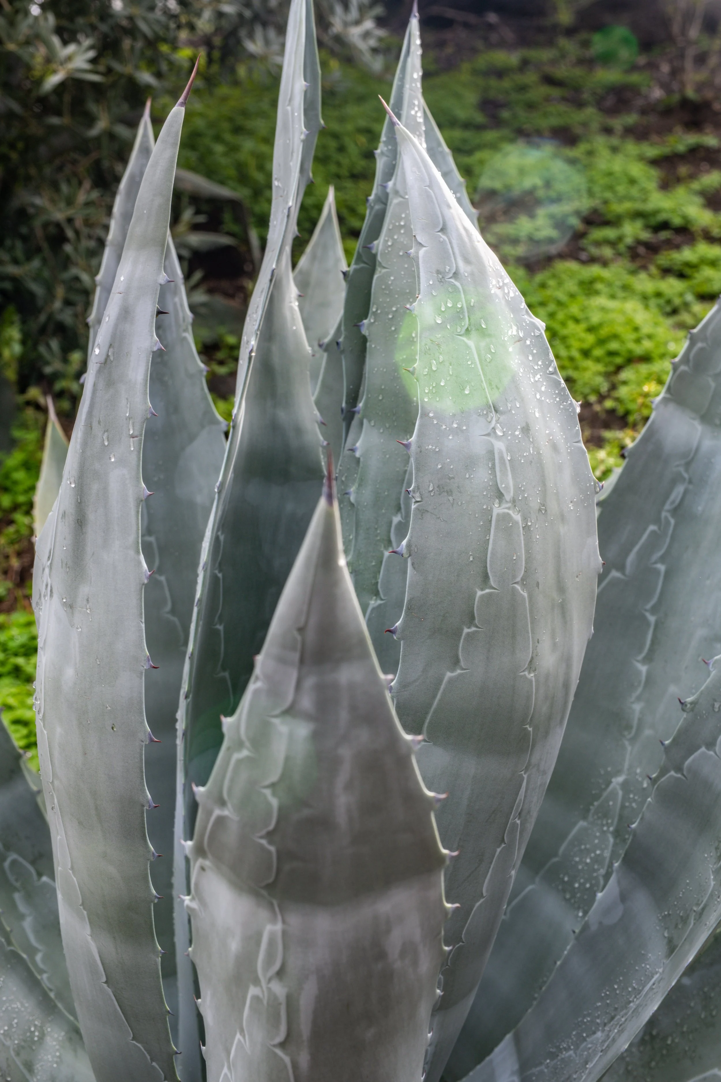 Close-up of an agave plant with thick, pointed, gray-green leaves that have spines along the edges, with dew drops on the surface.