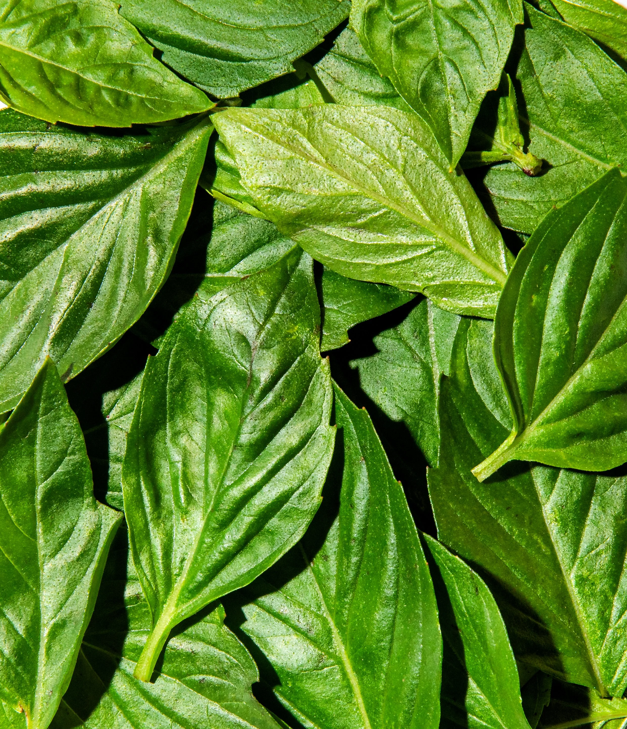 Macro_ThaiBasil.jpg