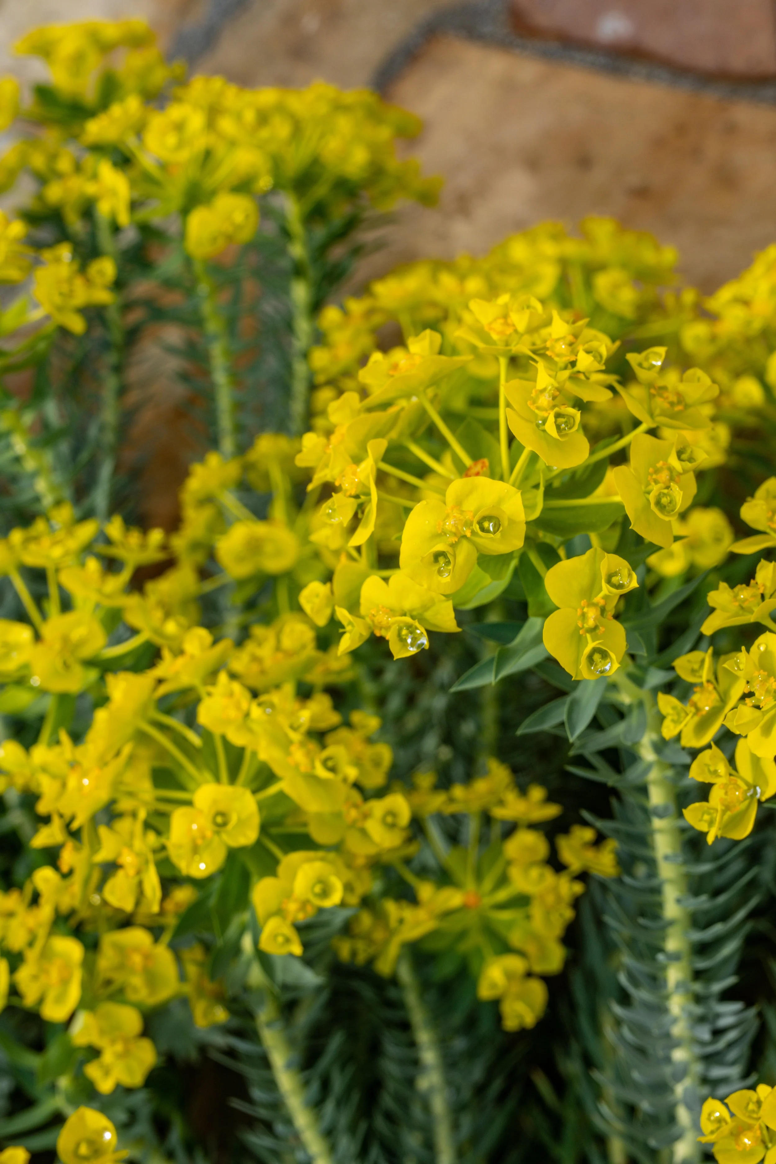 Close-up of yellow flowering plants with dew drops on the petals.