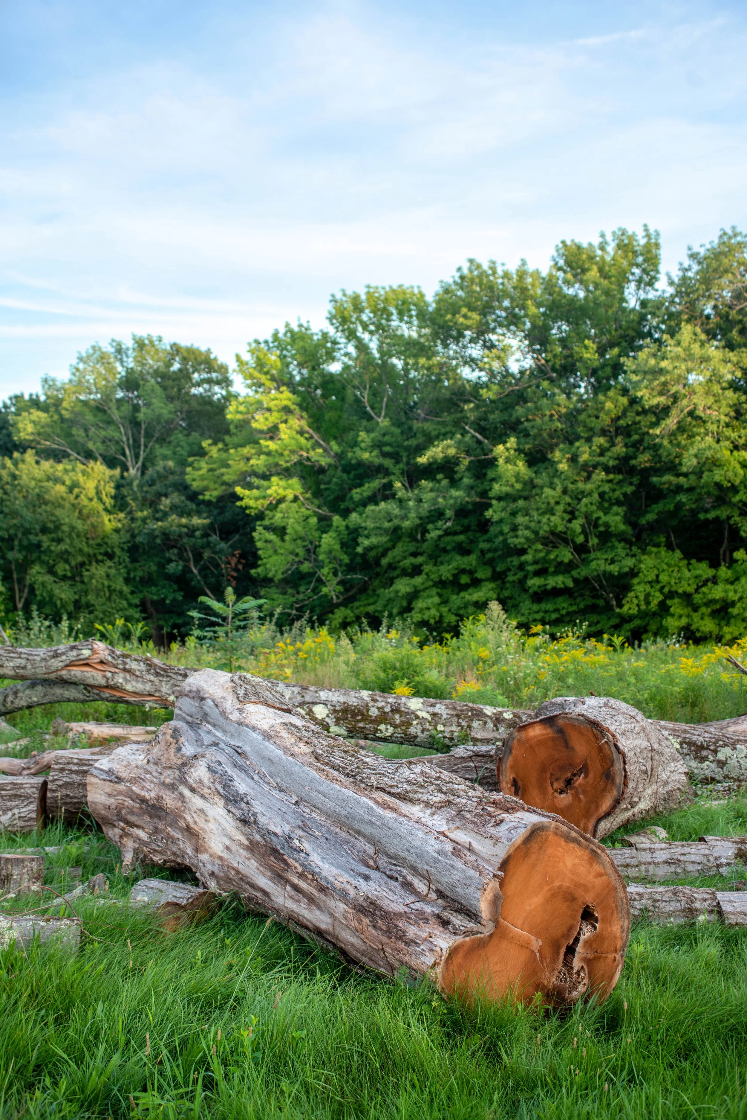 tree felled in field.jpg