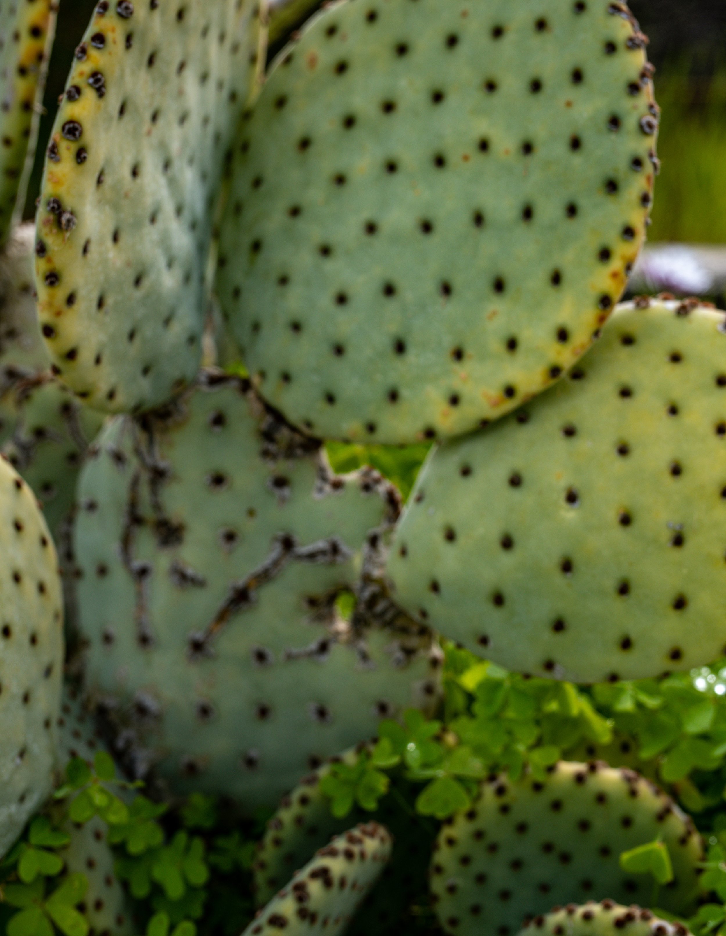 Close-up of prickly pear cactus pads with black spines and small green clover leaves at the bottom